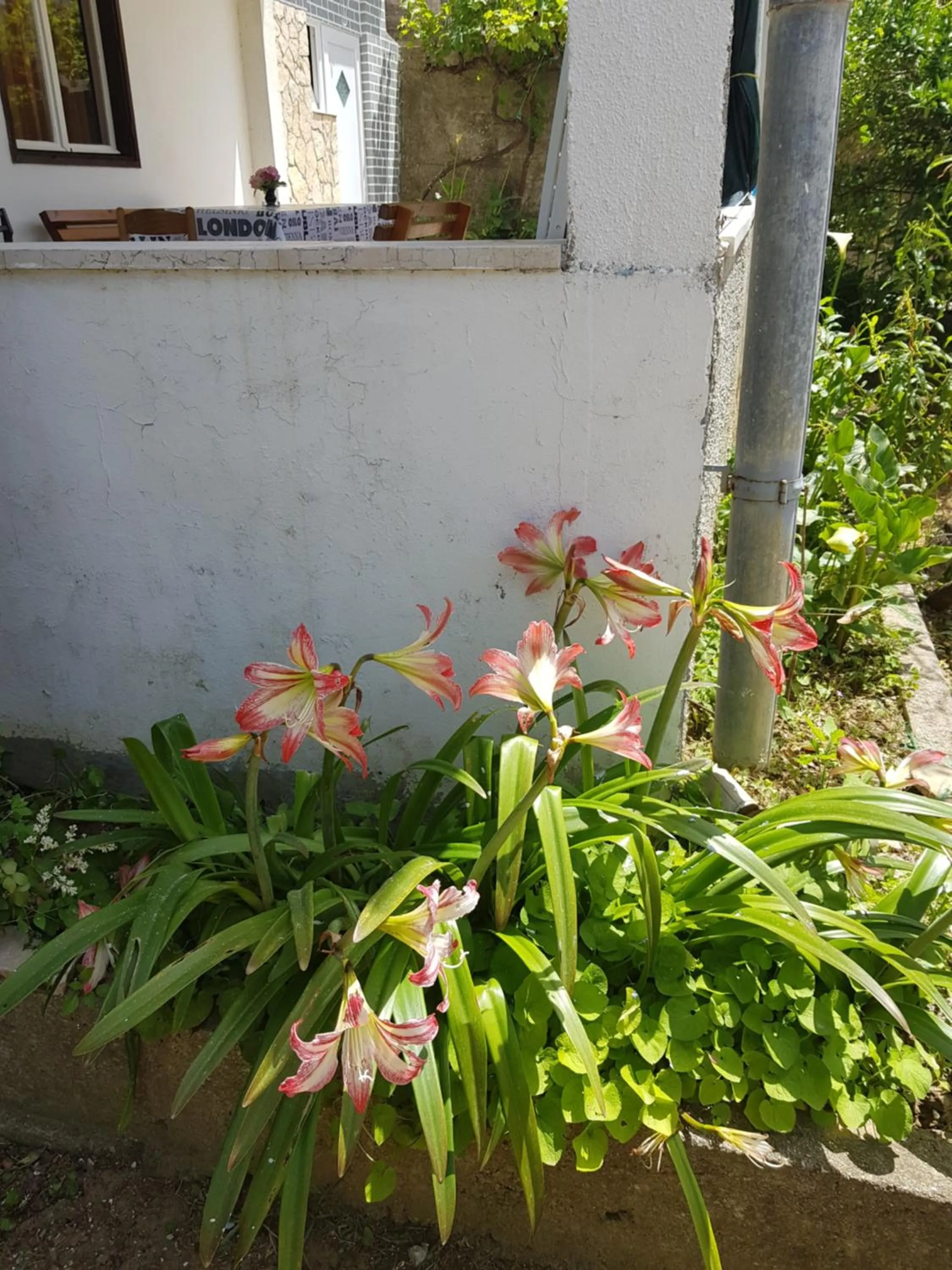 Garden in Apartment Valeria