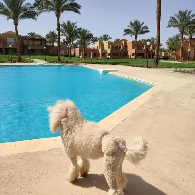 Stella de Mari chalet in Makadi with beach and pool view