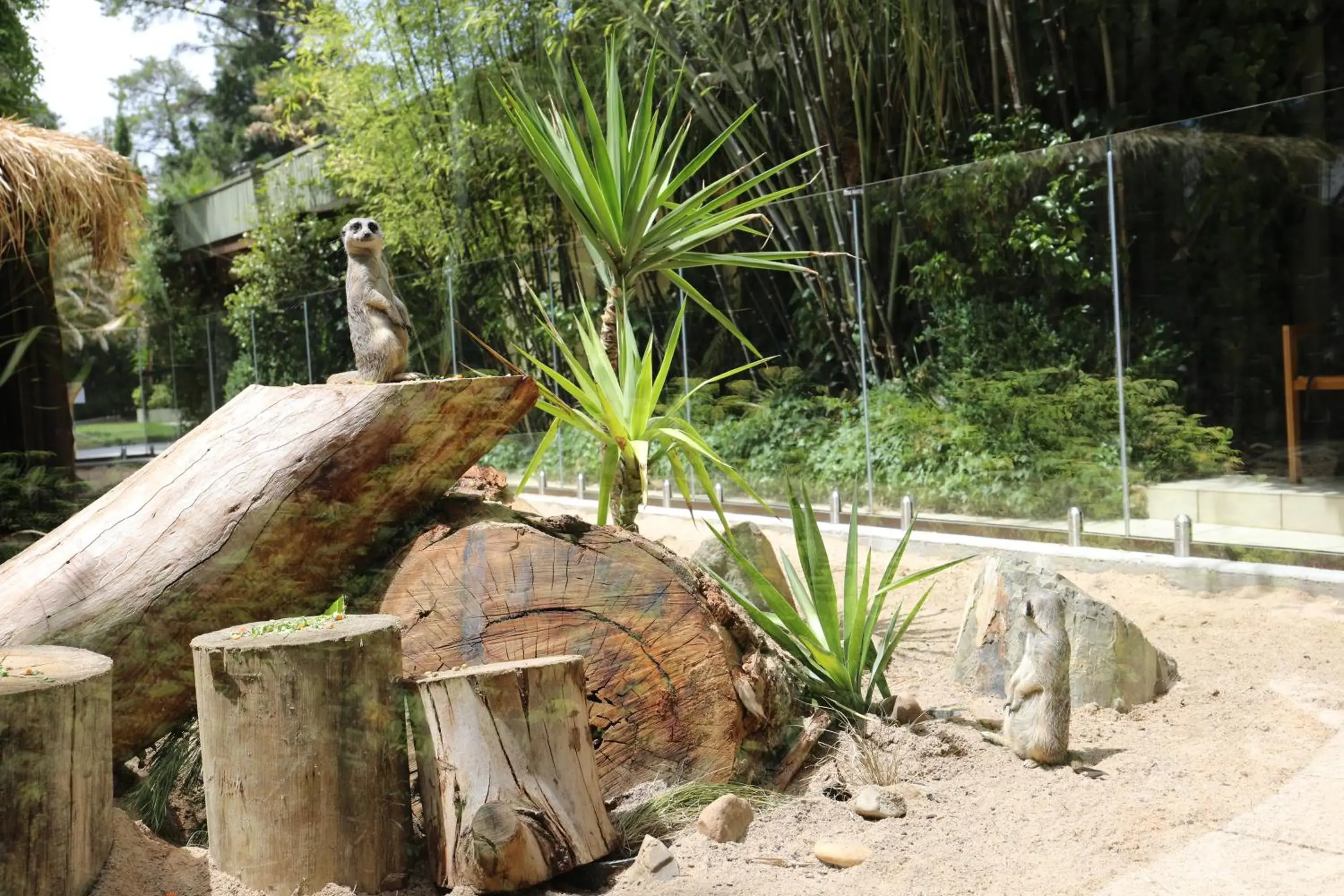 Meerkat Room in Jamala Wildlife Lodge Meerkat Room in Jamala Wildlife Lodge