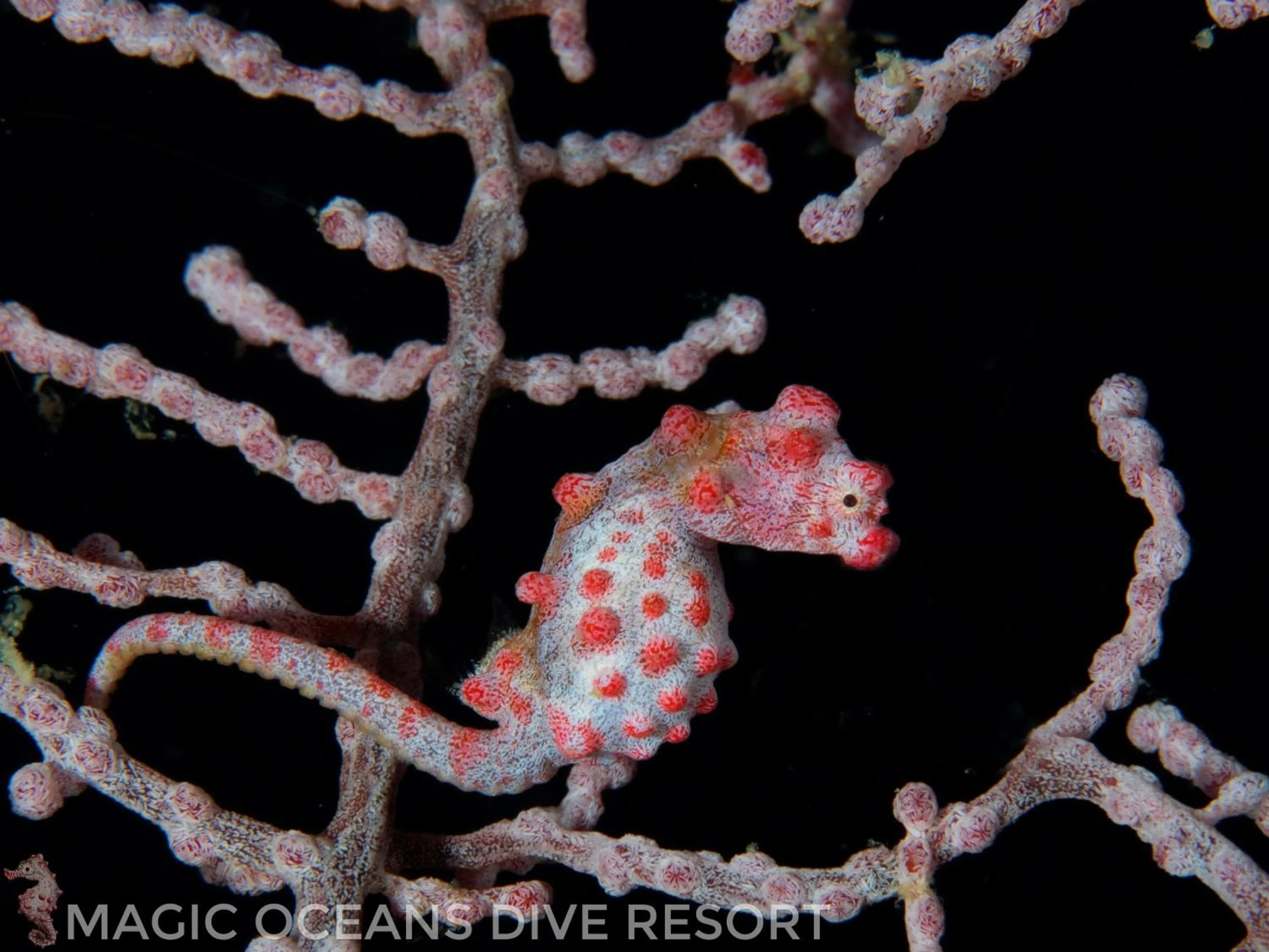 Diving in Magic Oceans Dive Resort