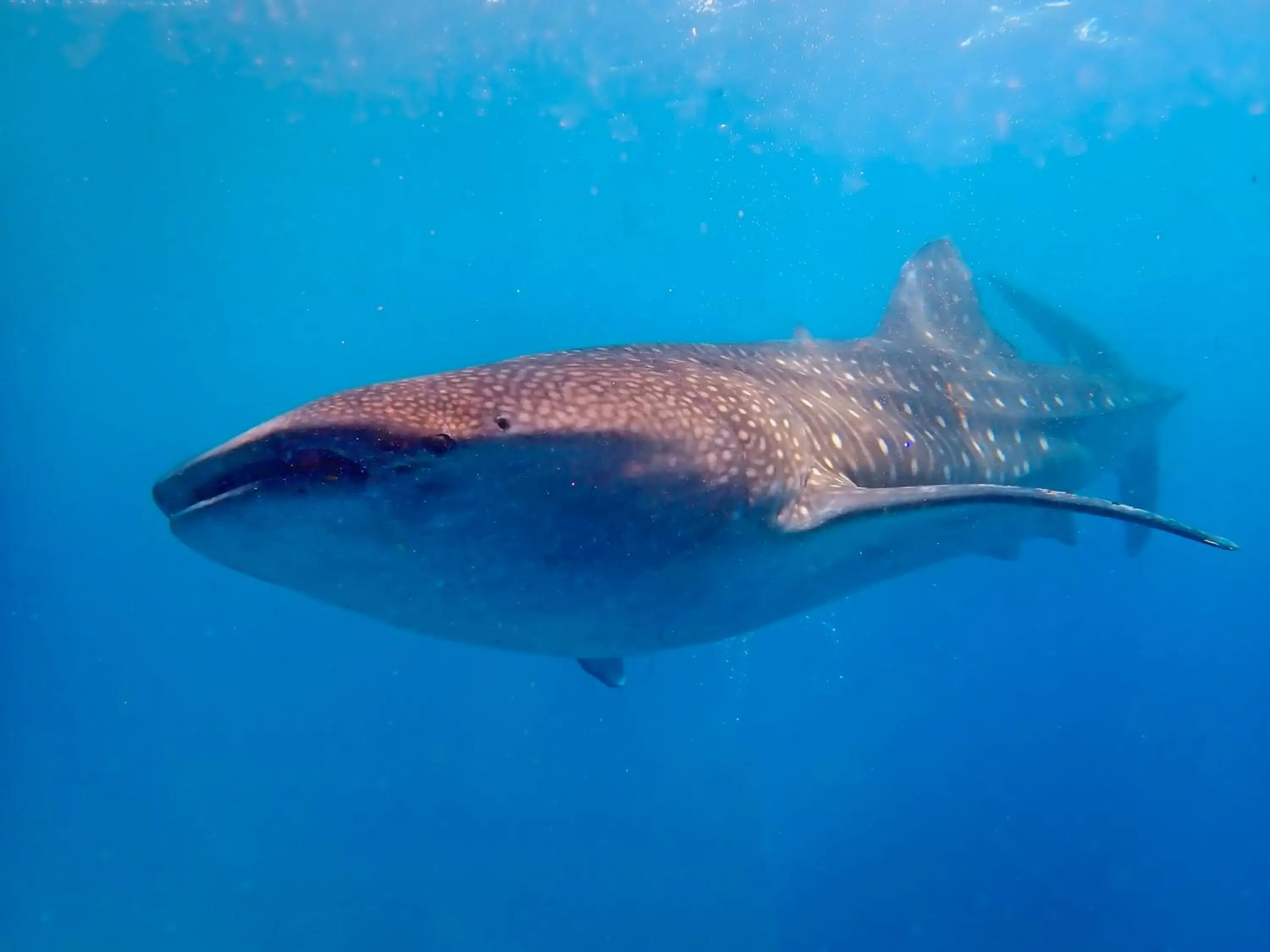 Diving in Magic Oceans Dive Resort