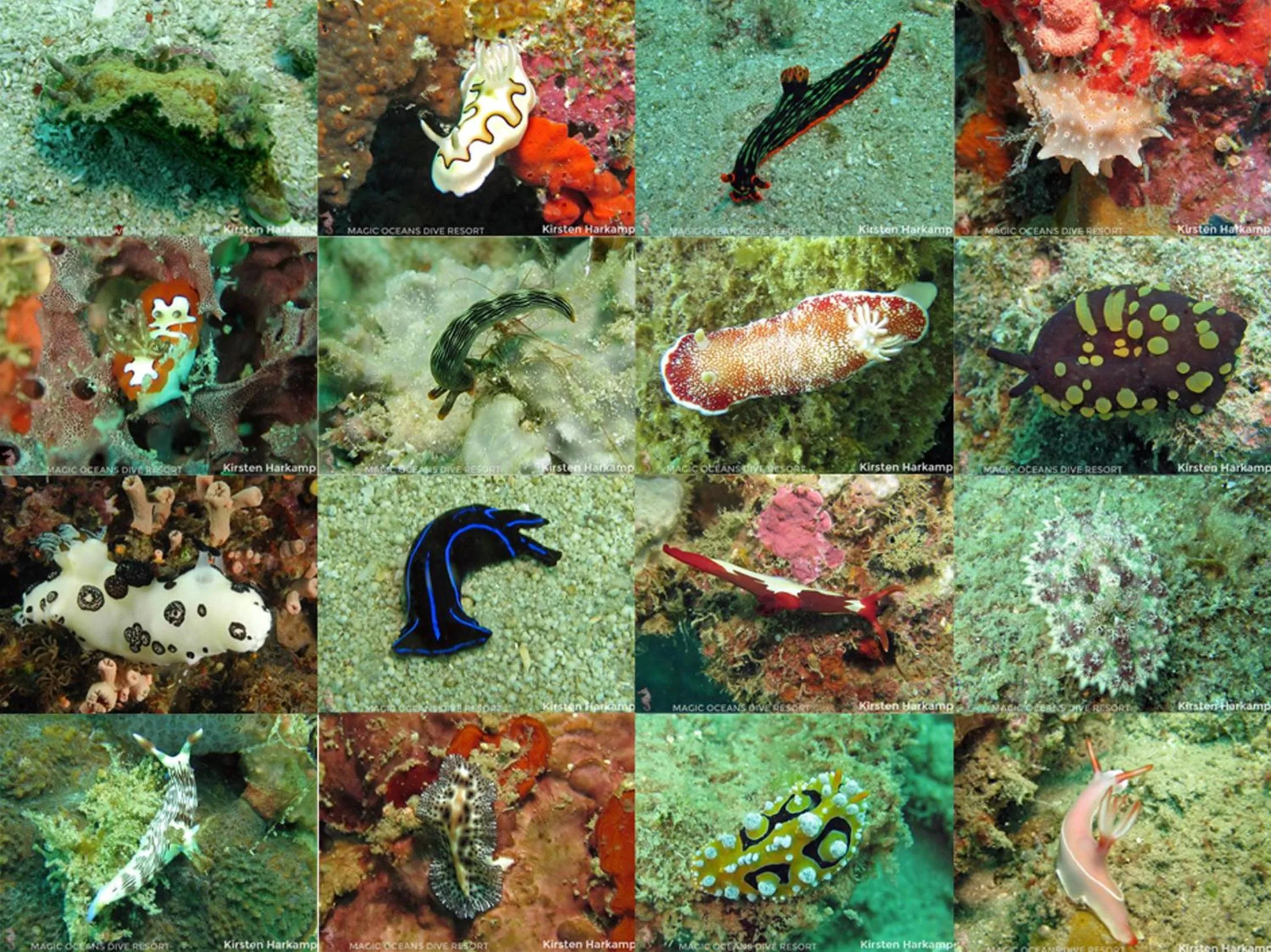 Diving in Magic Oceans Dive Resort