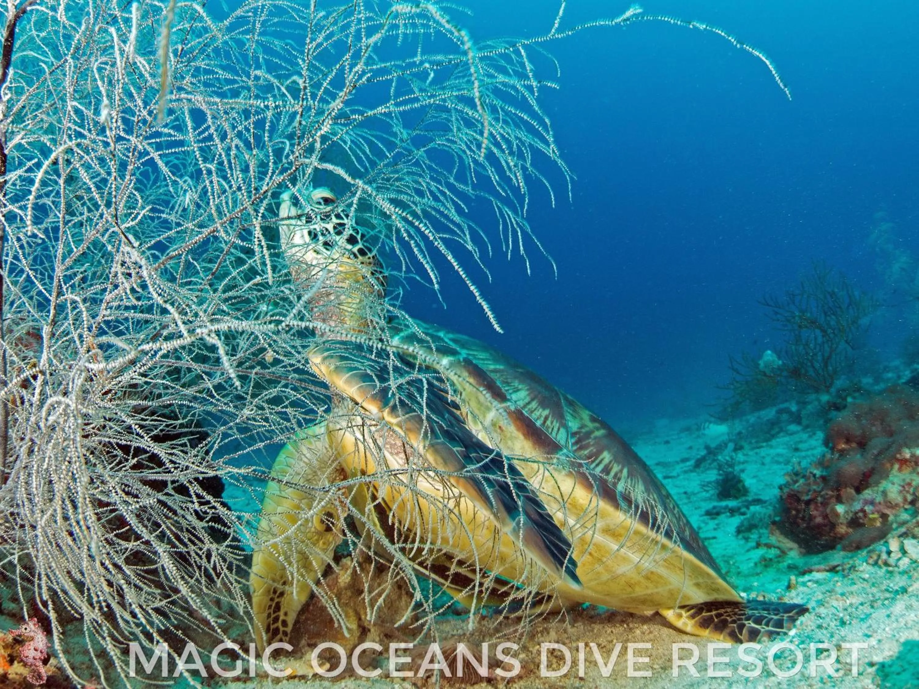 Diving in Magic Oceans Dive Resort