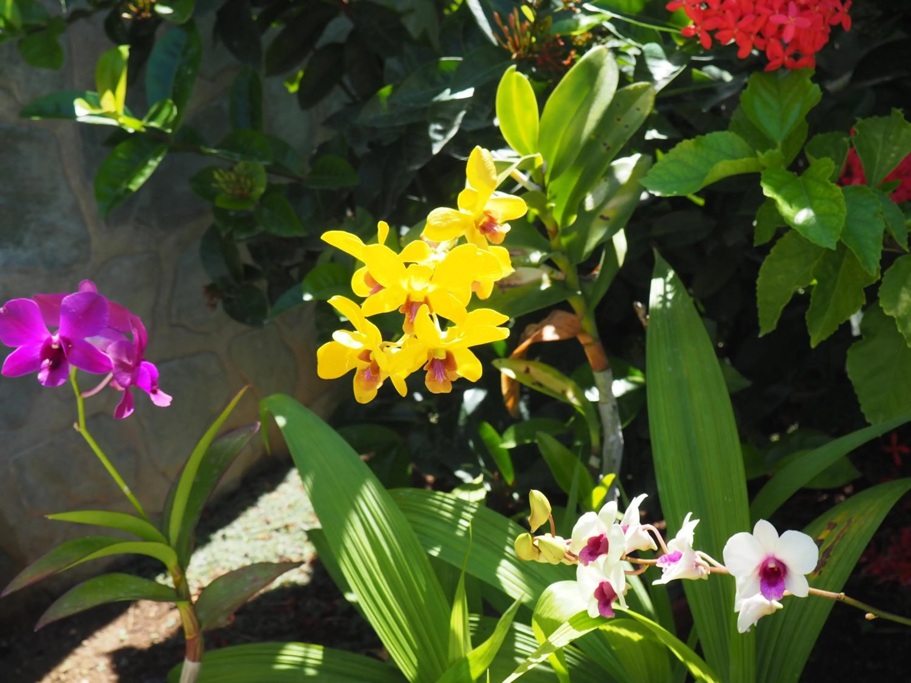 Garden in Magic Oceans Dive Resort