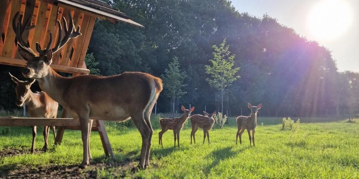 Garden in Fjelsted Skov Hotel & Konference