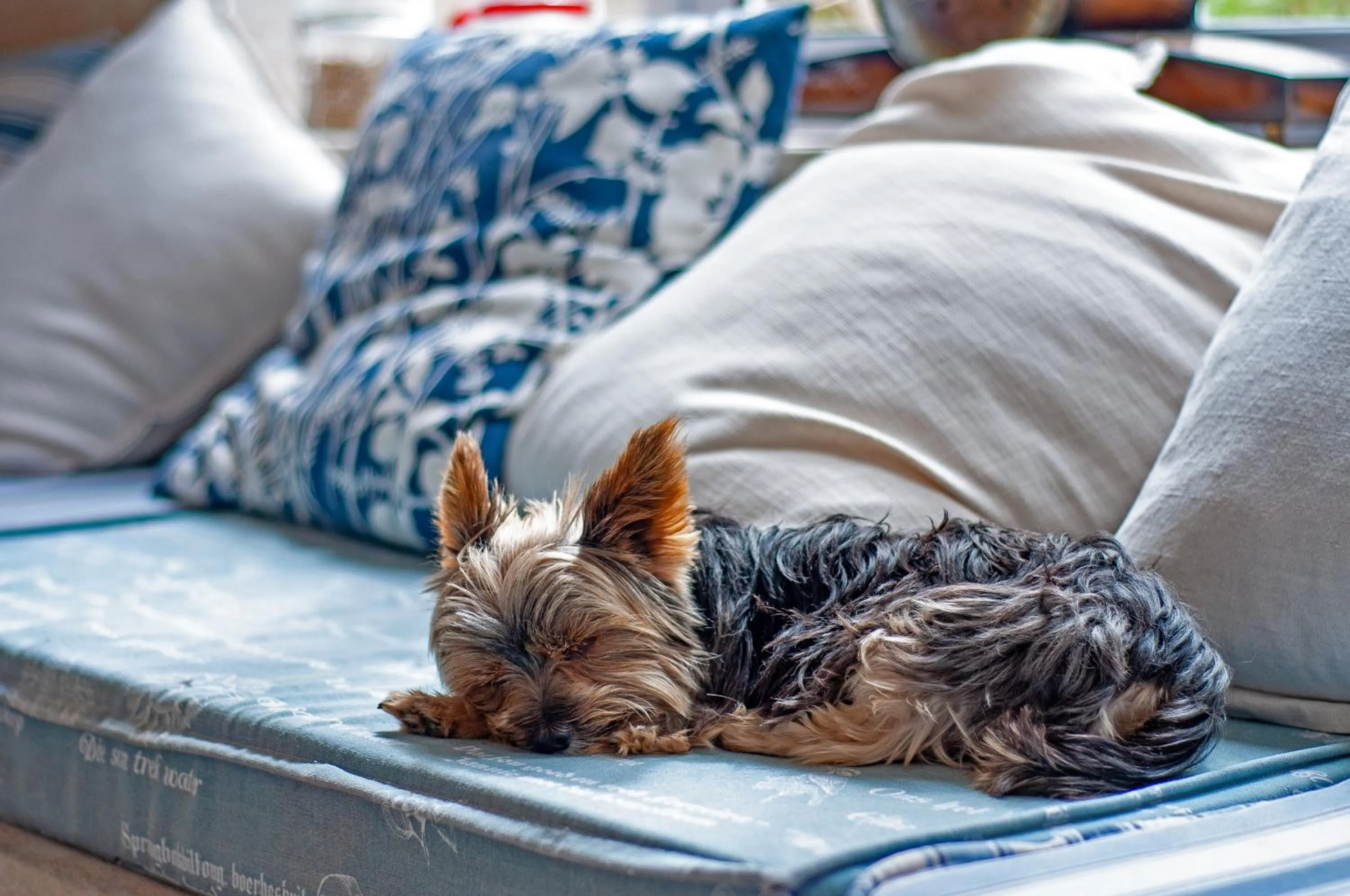 Breakfast, Bed in Charlotte House