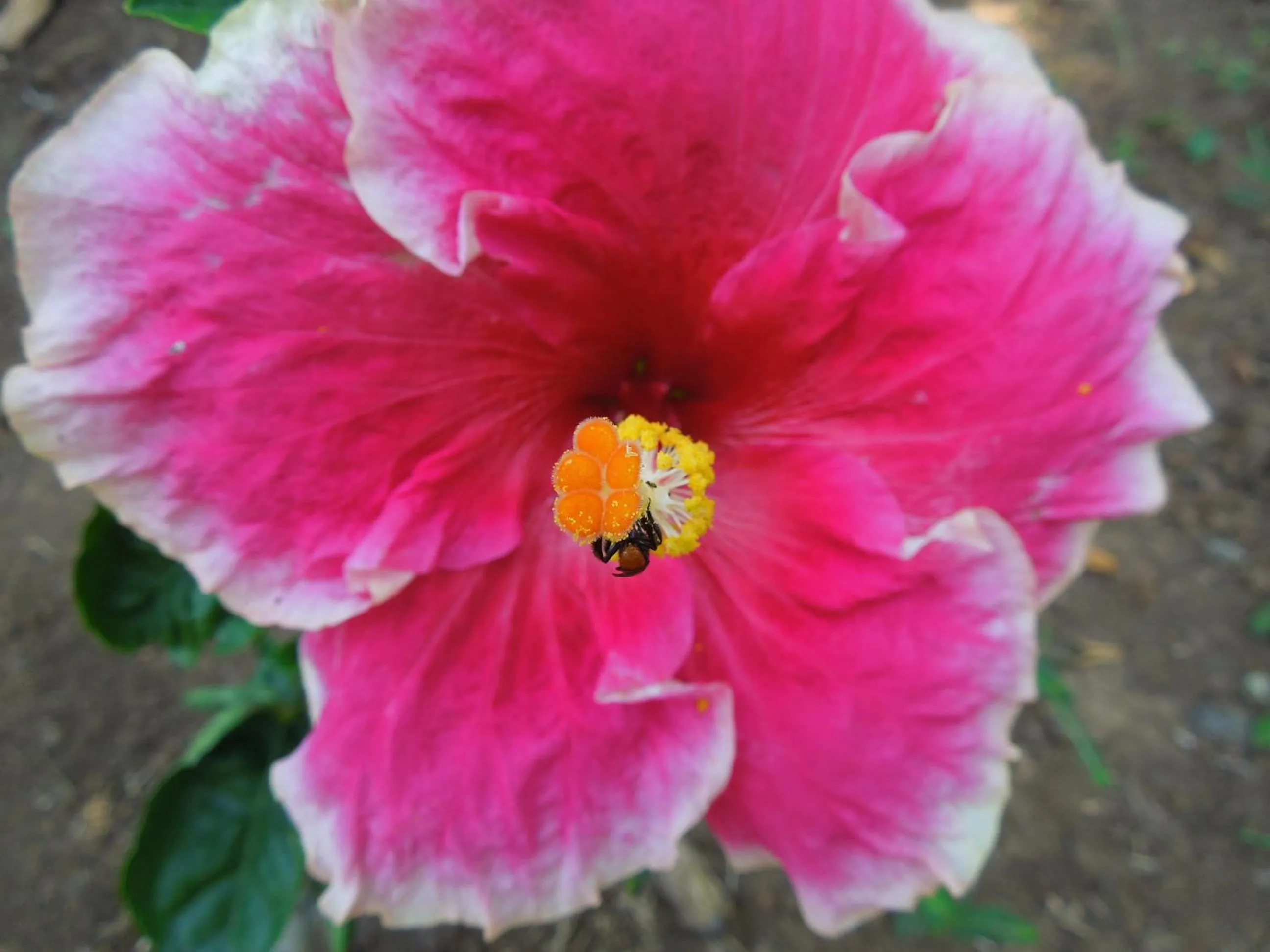 Garden in Casitas Las Flores