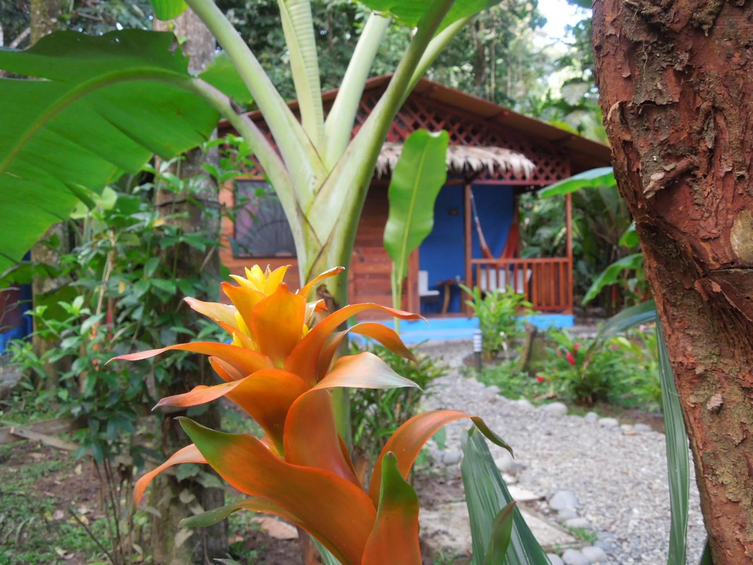 Garden in Casitas Las Flores