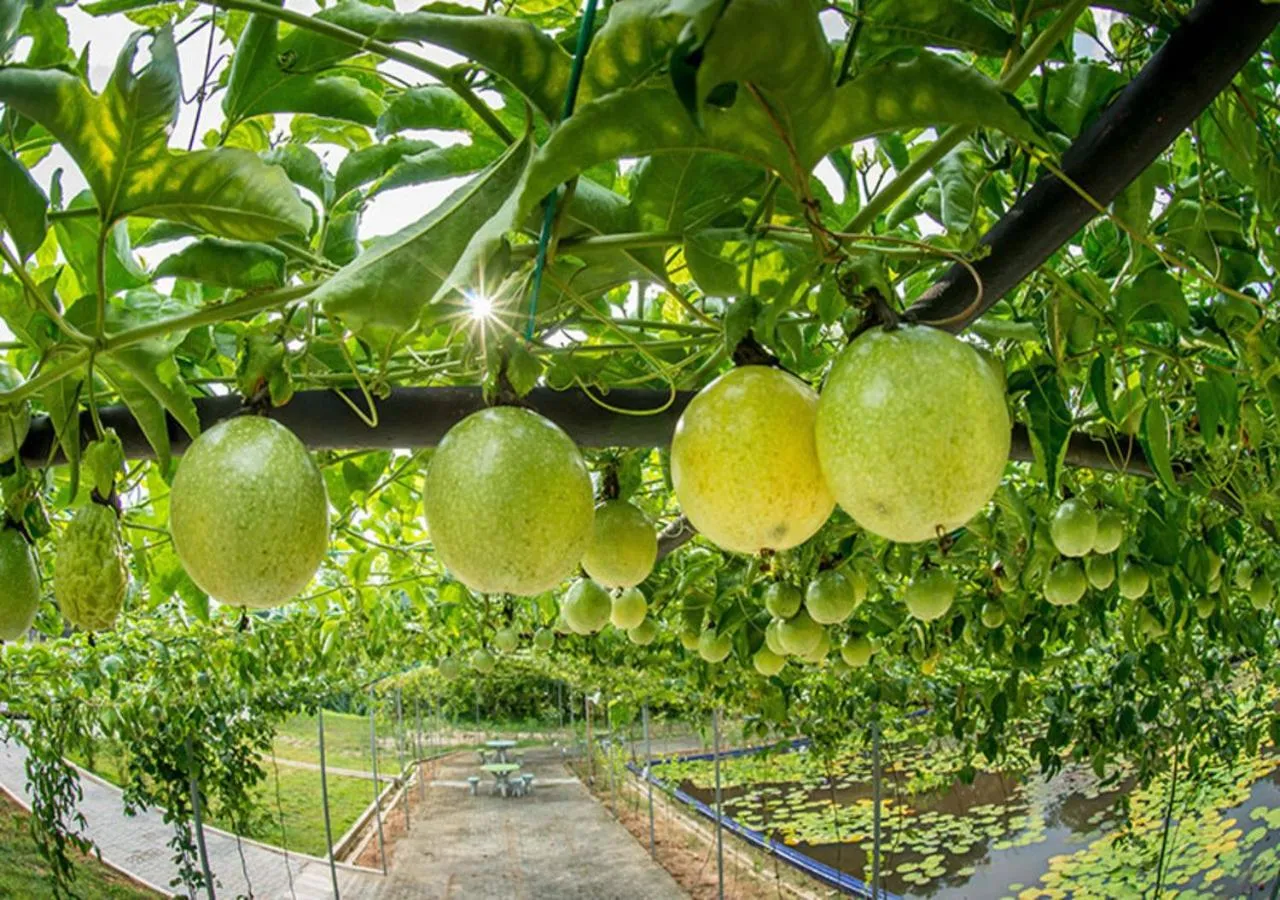 Other in The Orchard Resort & Spa Melaka I World Spa Awards Winner I Free Access to Outdoor Spa Pool