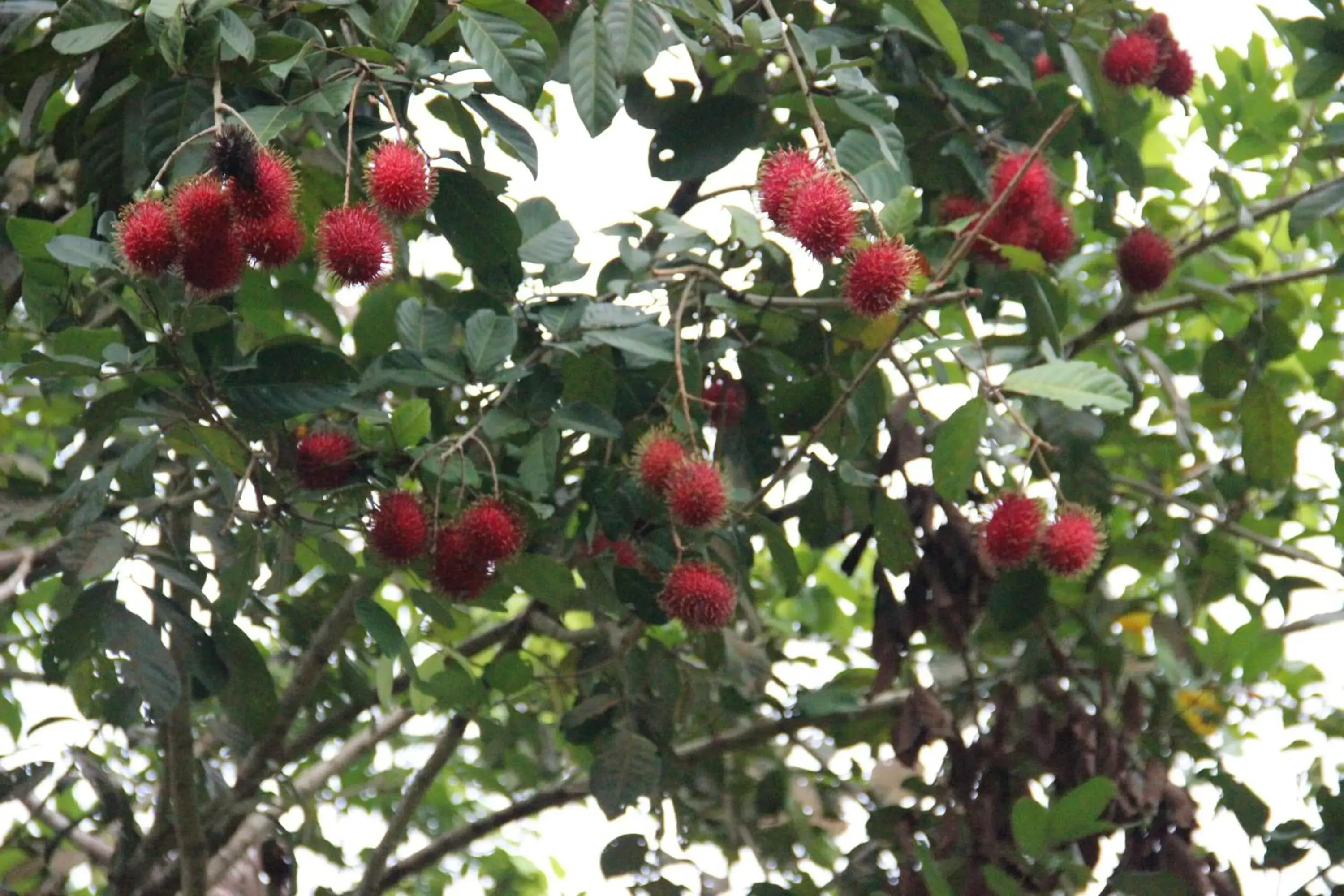 View (from property/room) in The Orchard Resort & Spa Melaka I World Spa Awards Winner I Free Access to Outdoor Spa Pool View (from property/room) in The Orchard Resort & Spa Melaka I World Spa Awards Winner I Free Access to Outdoor Spa Pool