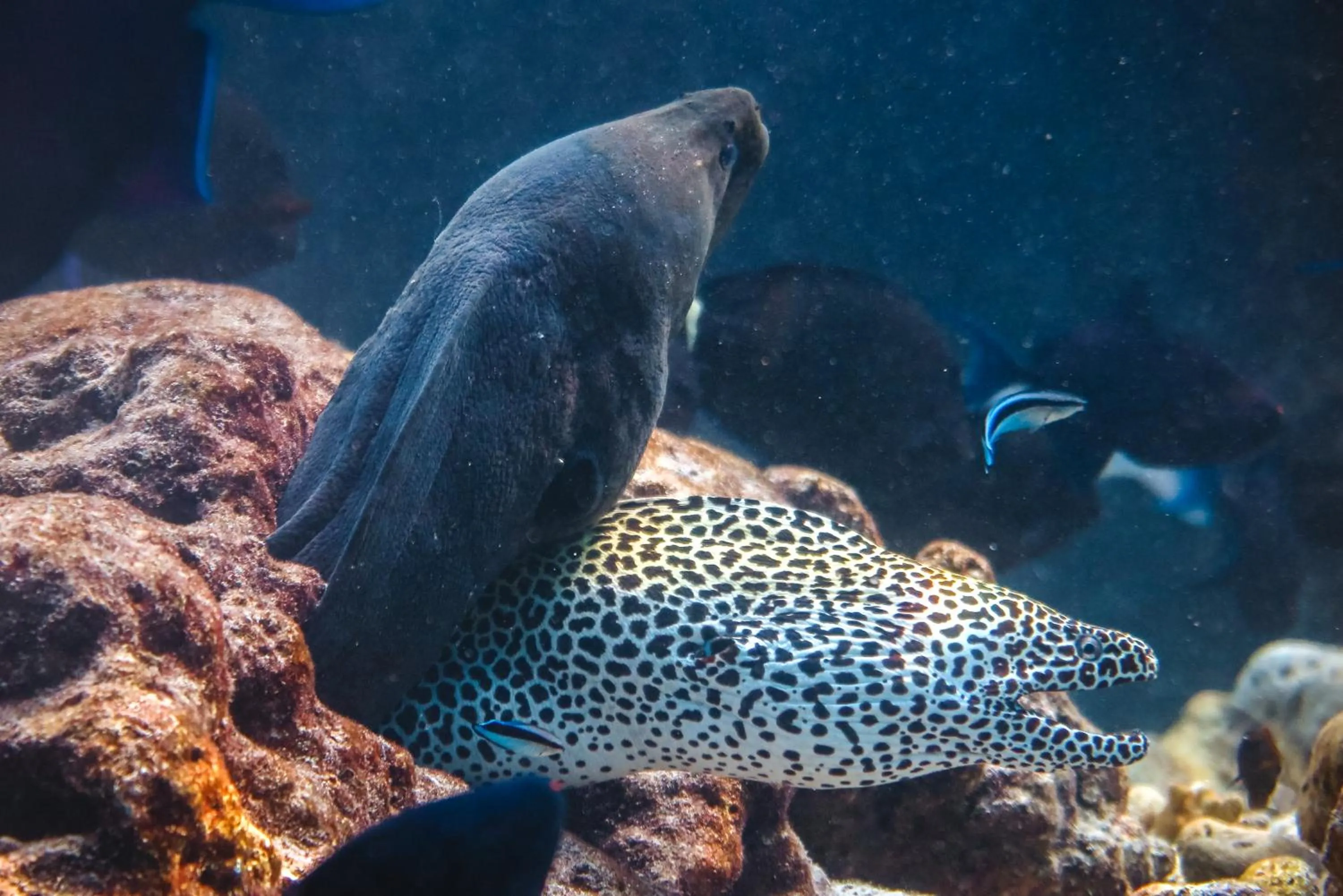 Diving in Rashu Hiyaa