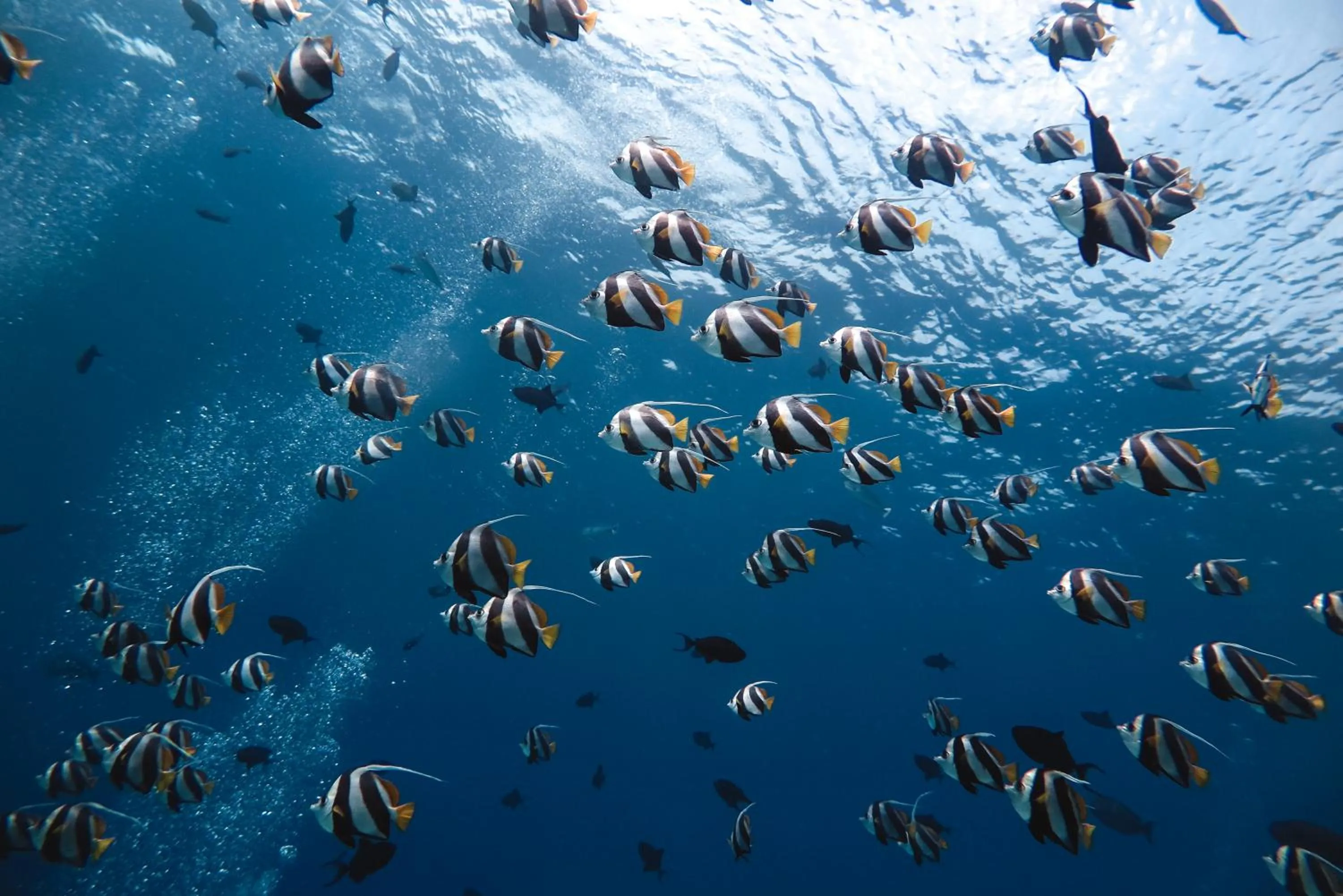 Diving in Rashu Hiyaa