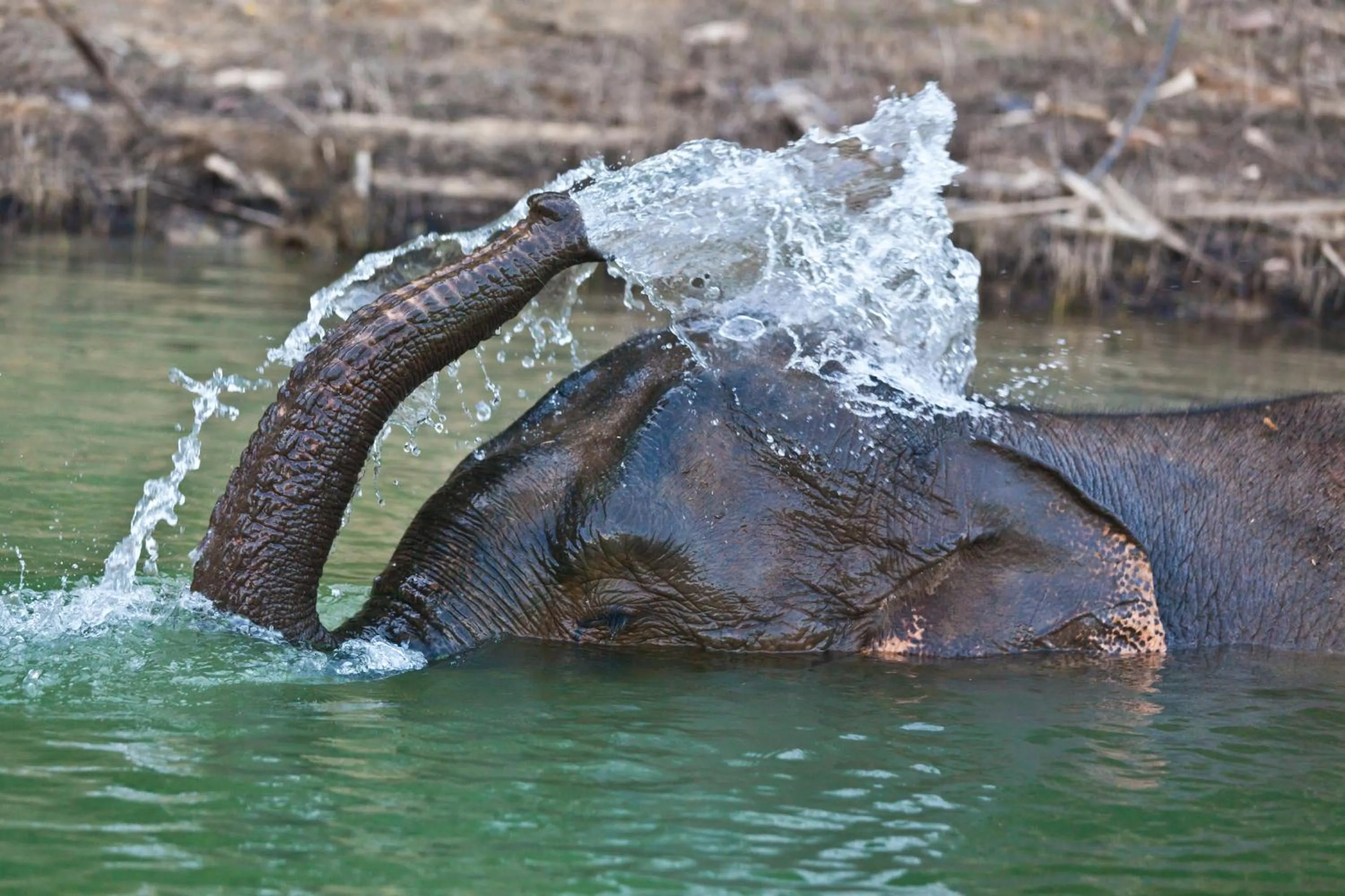 Activities in Khao Sok Riverside Cottages