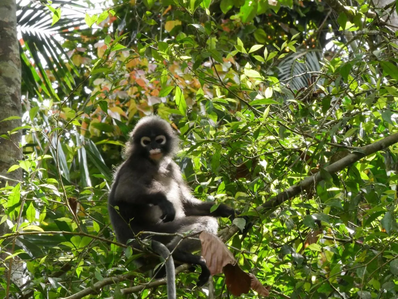 Animals in Khao Sok Riverside Cottages