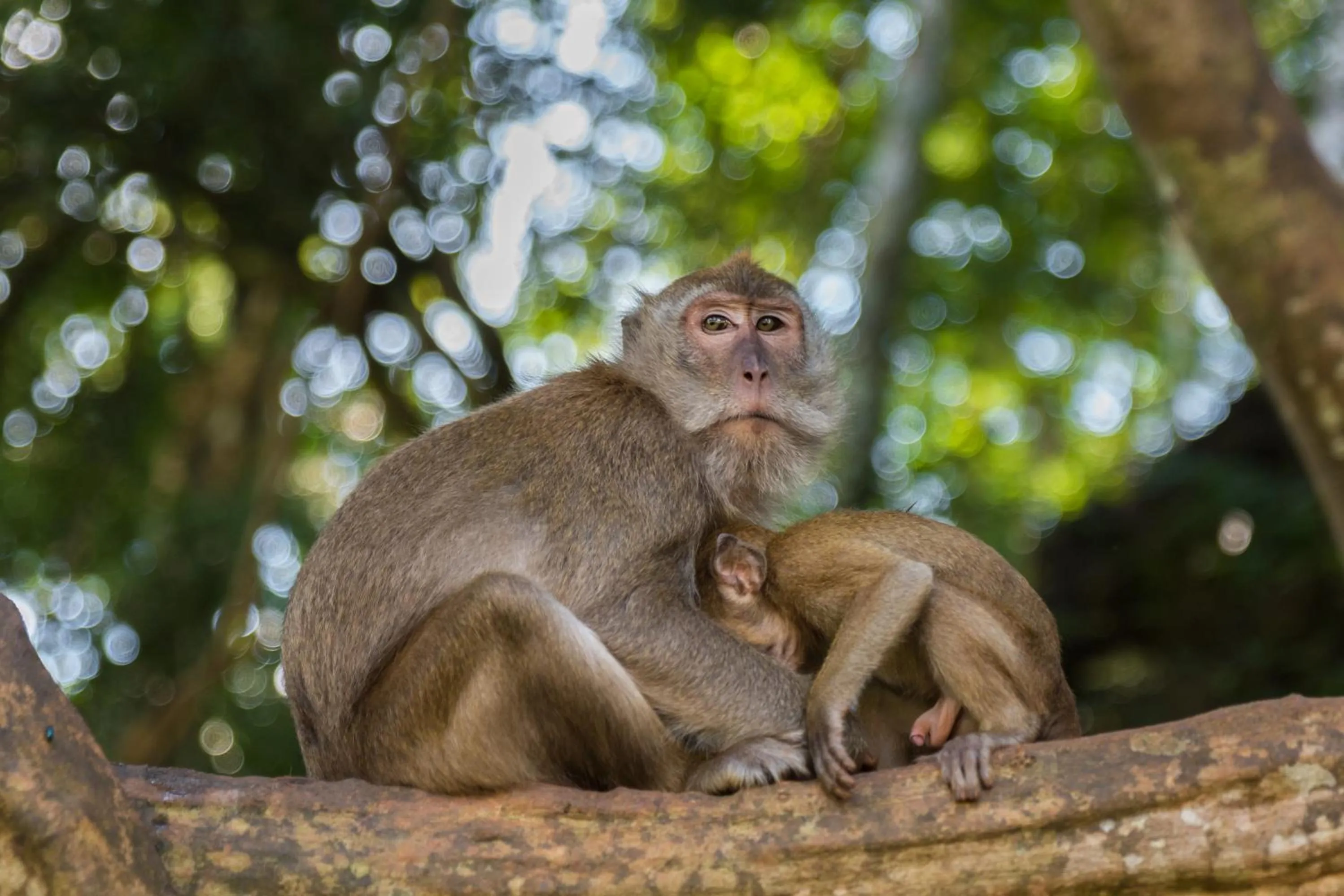 Animals in Khao Sok Riverside Cottages
