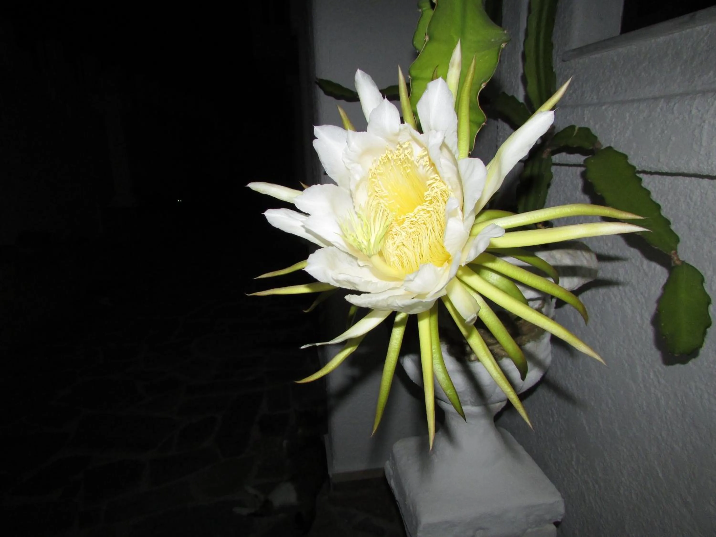 Other in Castellino Studios