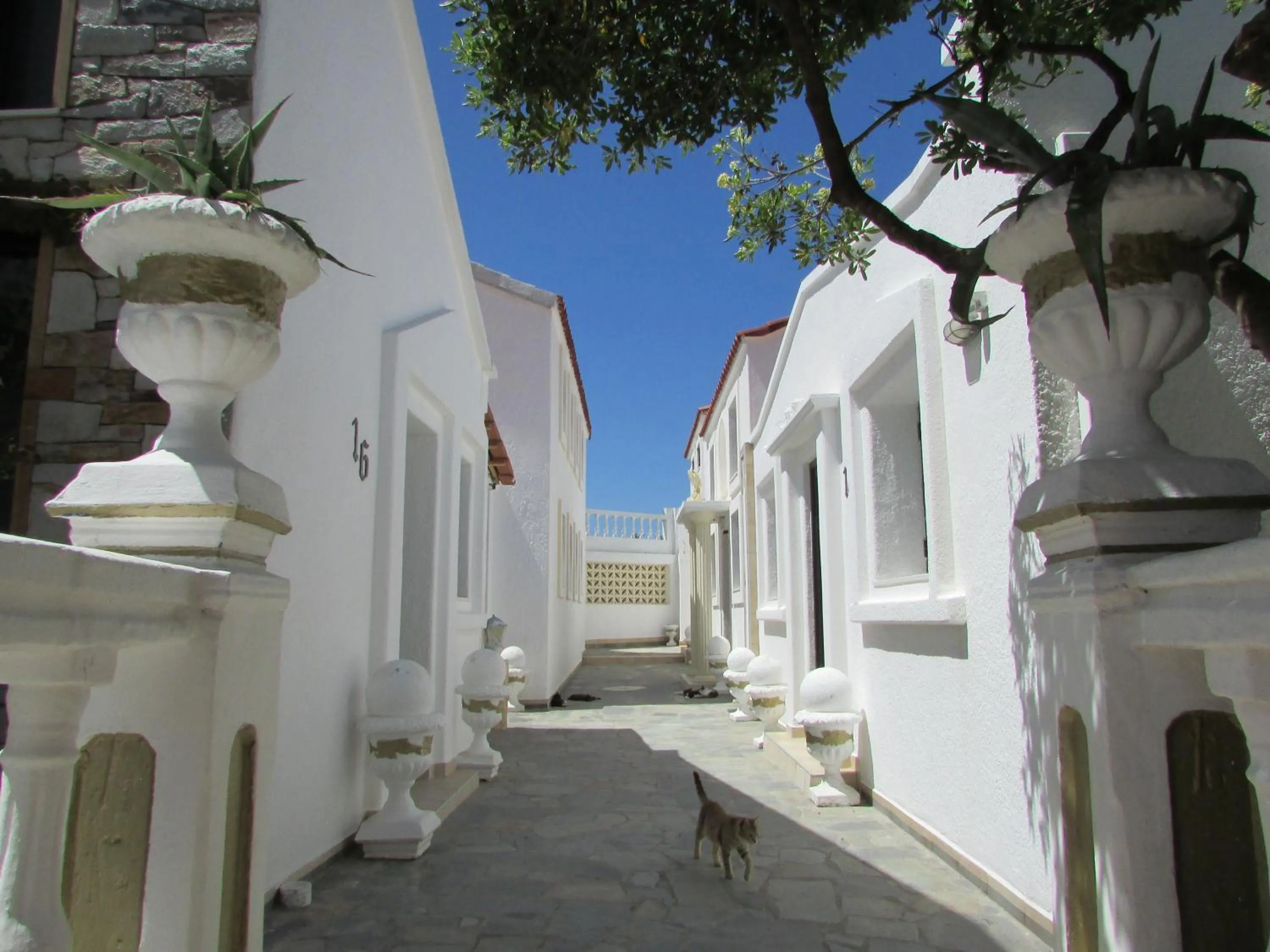Castellino Studios