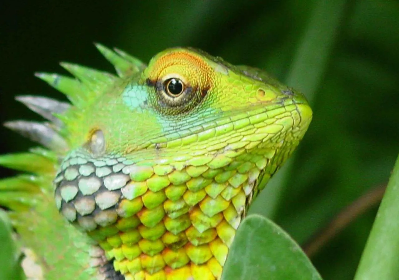 Natural landscape in Belihuloya Adventure Camp By Eco Team