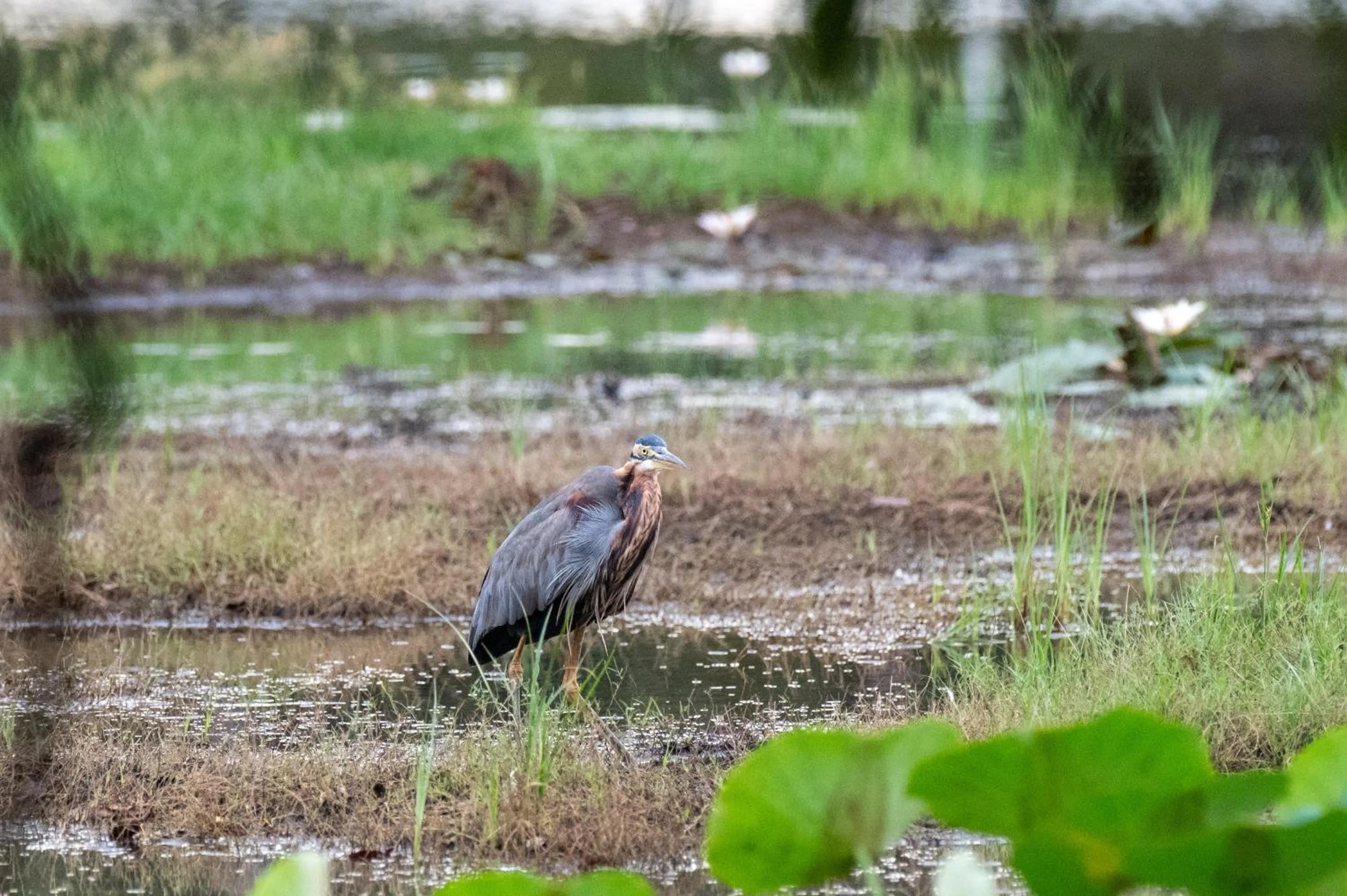 Natural landscape in Ayurvedic Lanka Wellness Hotel