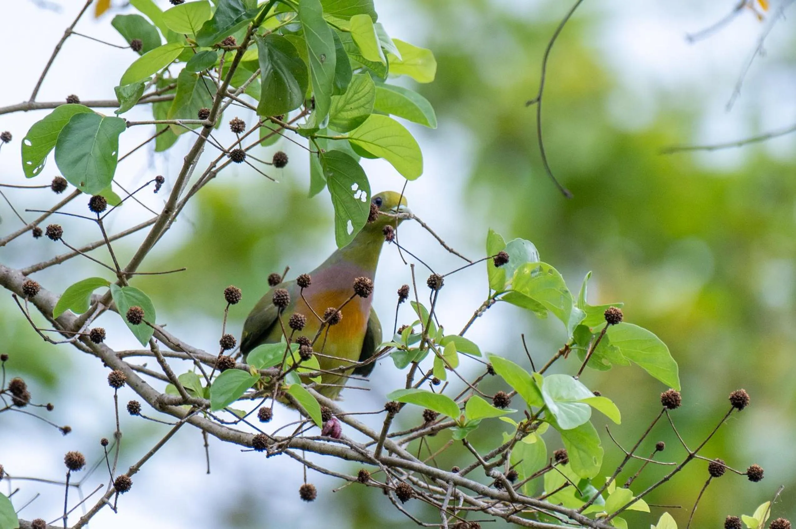 Animals in Ayurvedic Lanka Wellness Hotel