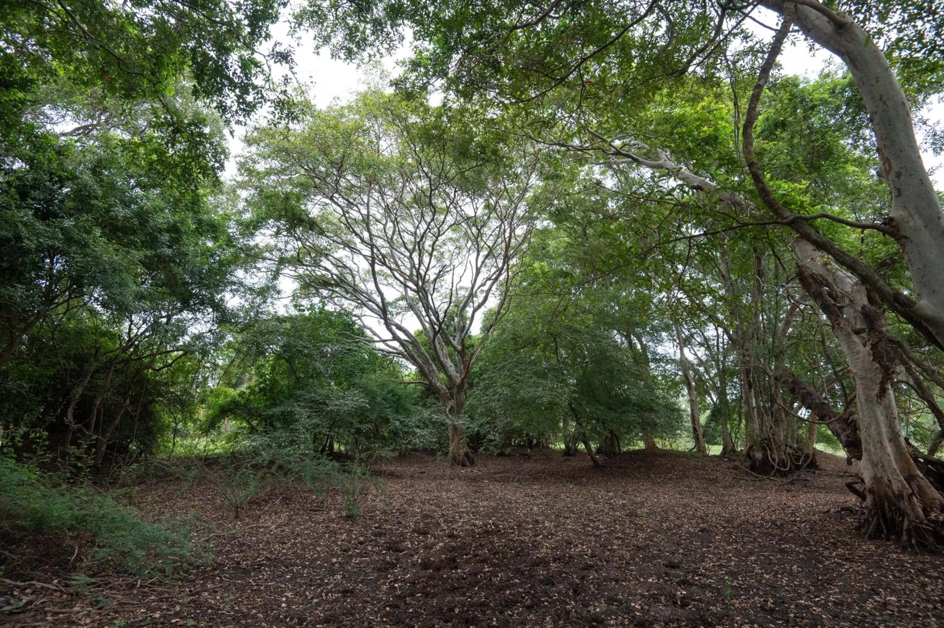 Natural landscape in Ayurvedic Lanka Wellness Hotel