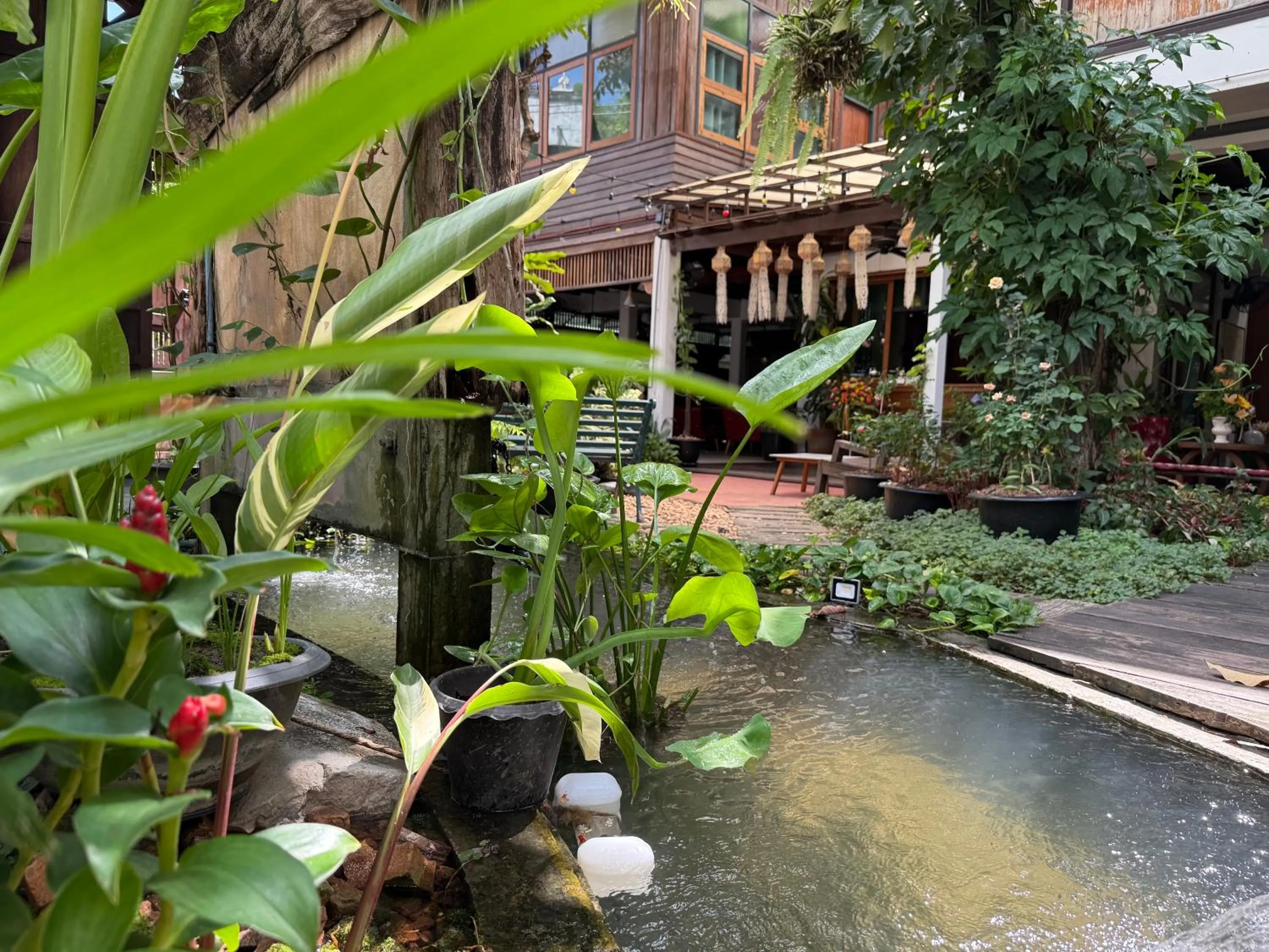 Garden in Khom Chiang Mai