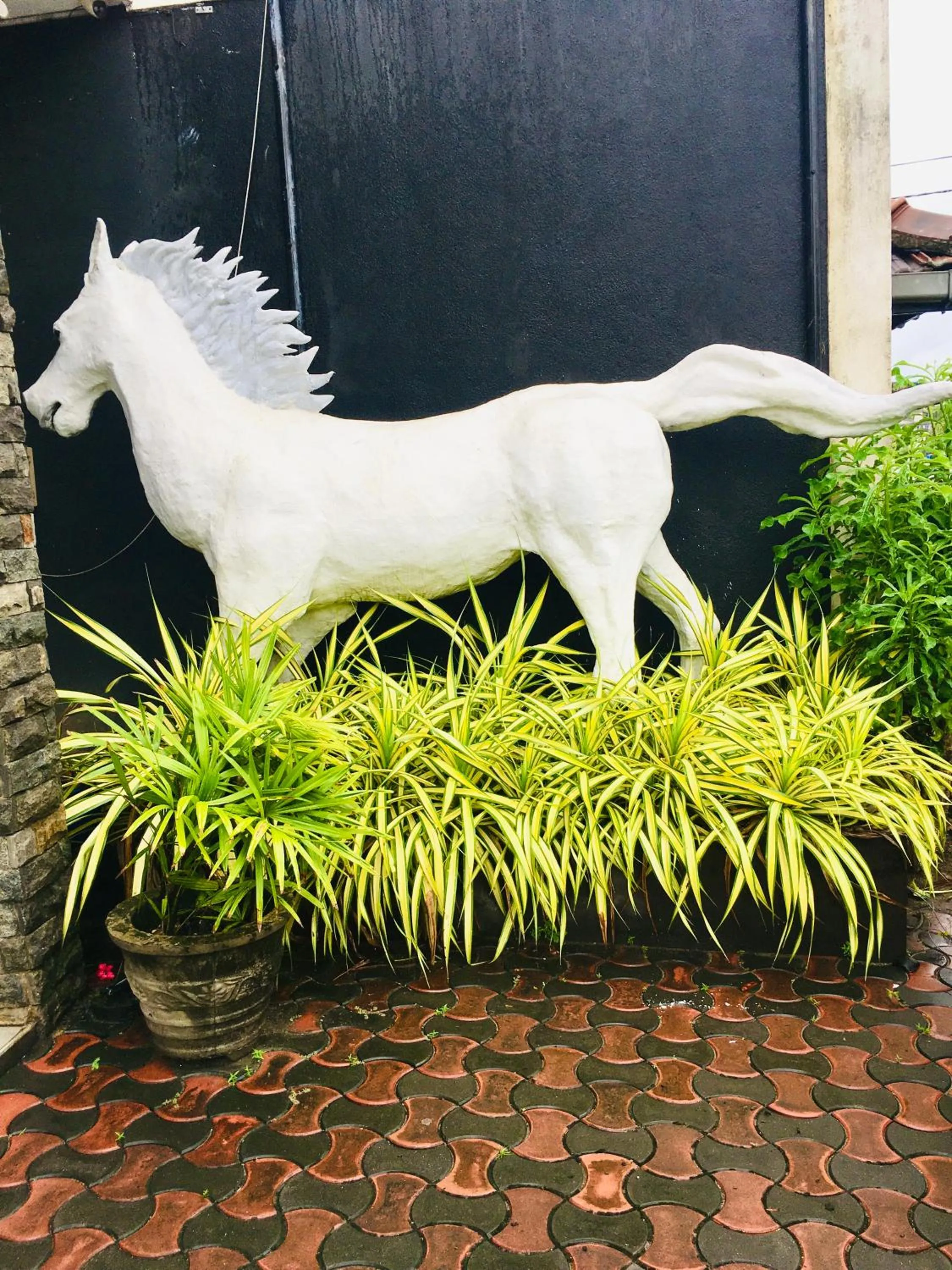 White horse mirissa