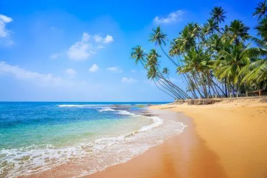 White horse mirissa