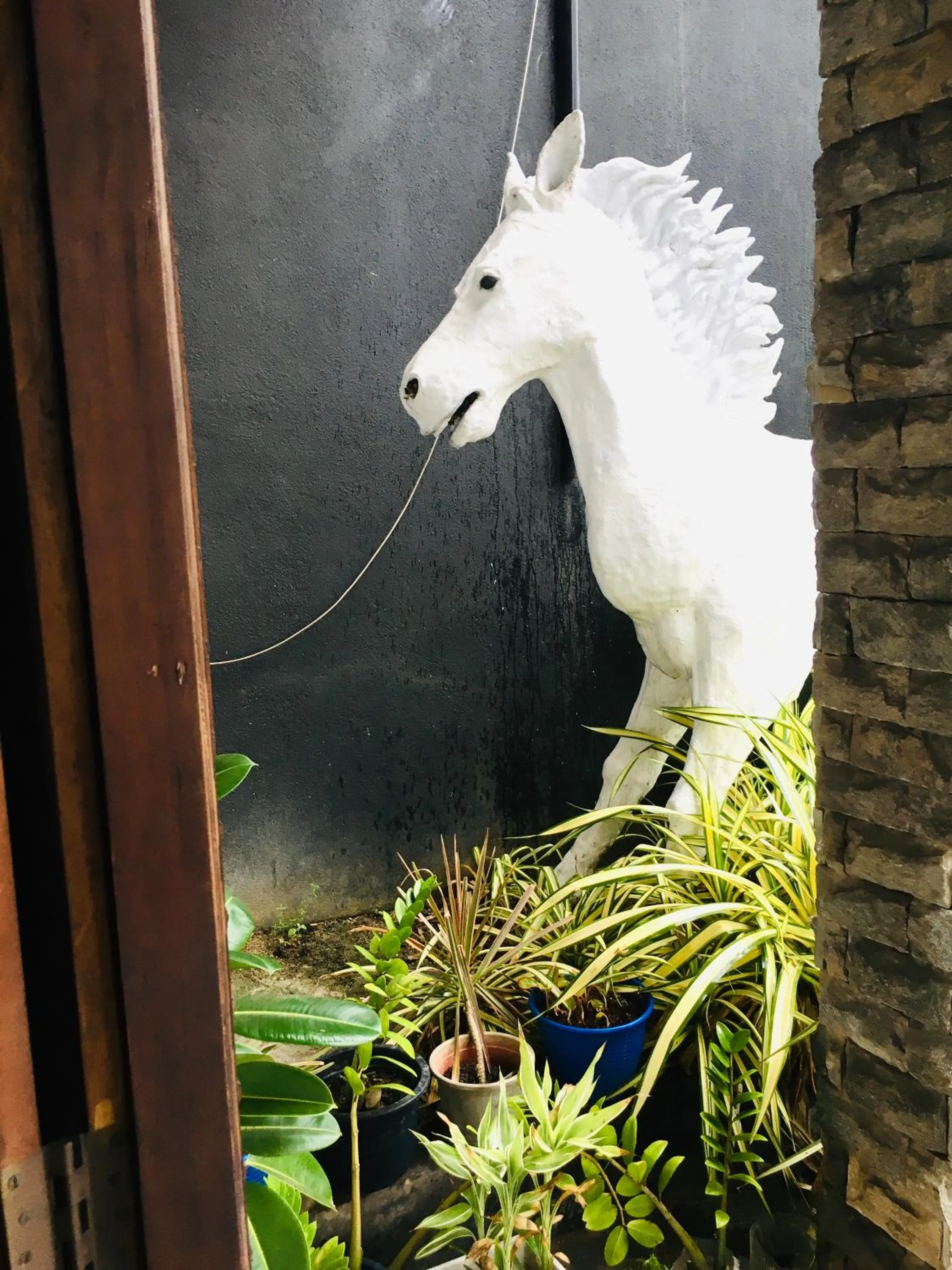 White horse mirissa