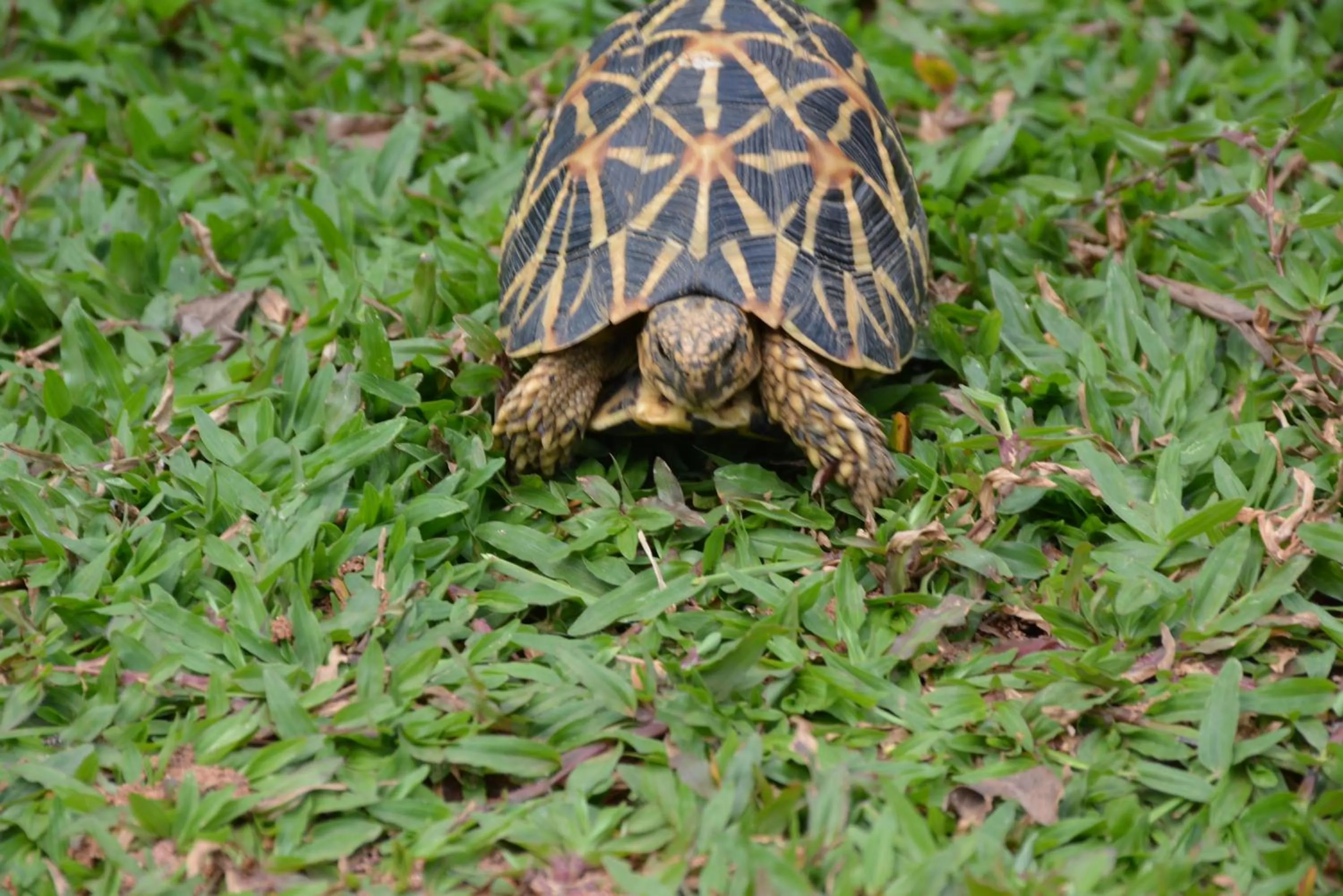 Garden in Vallee 69 Eco Villa-Tissa,Yala