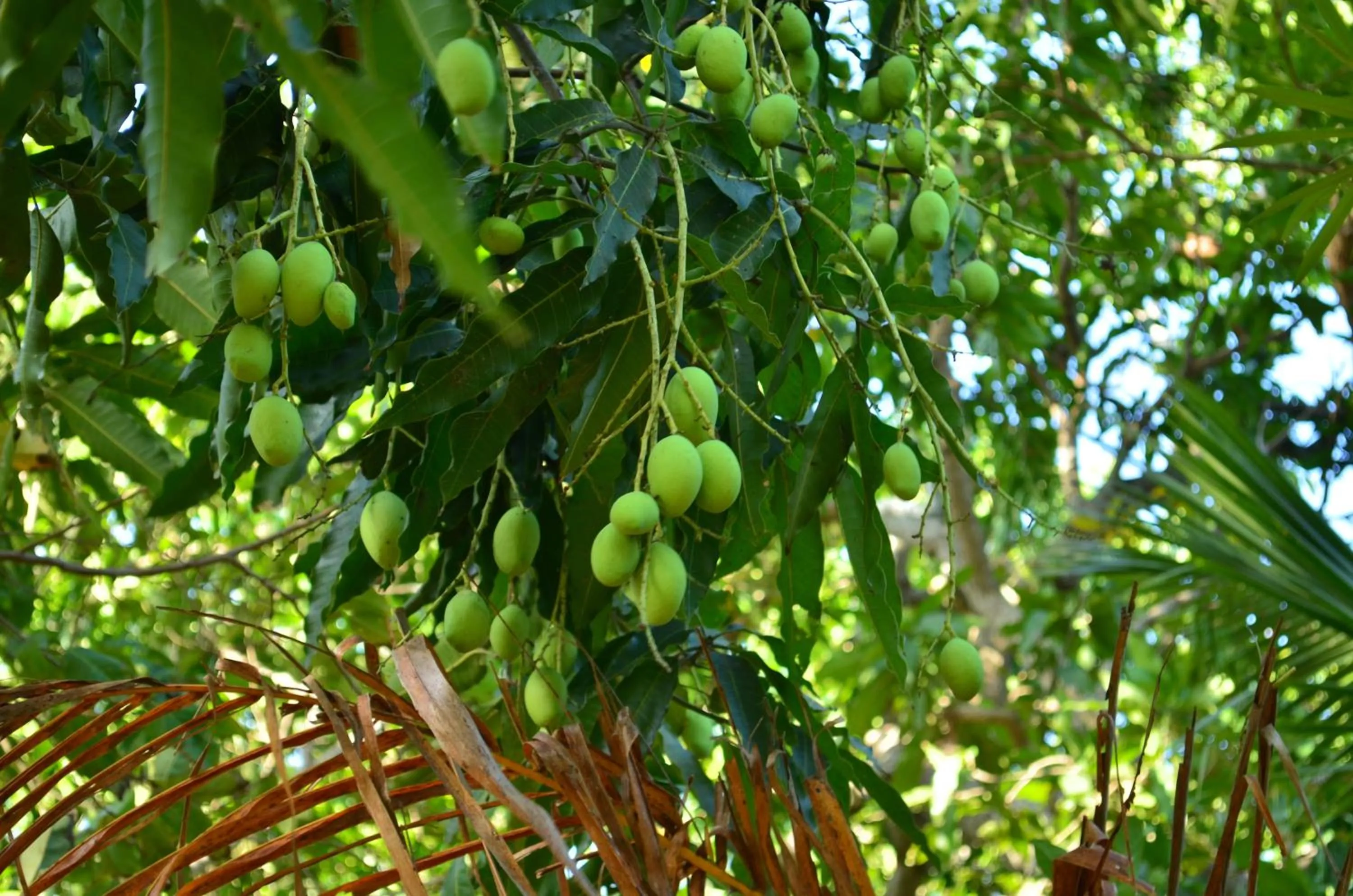 Natural landscape in Vallee 69 Eco Villa-Tissa,Yala