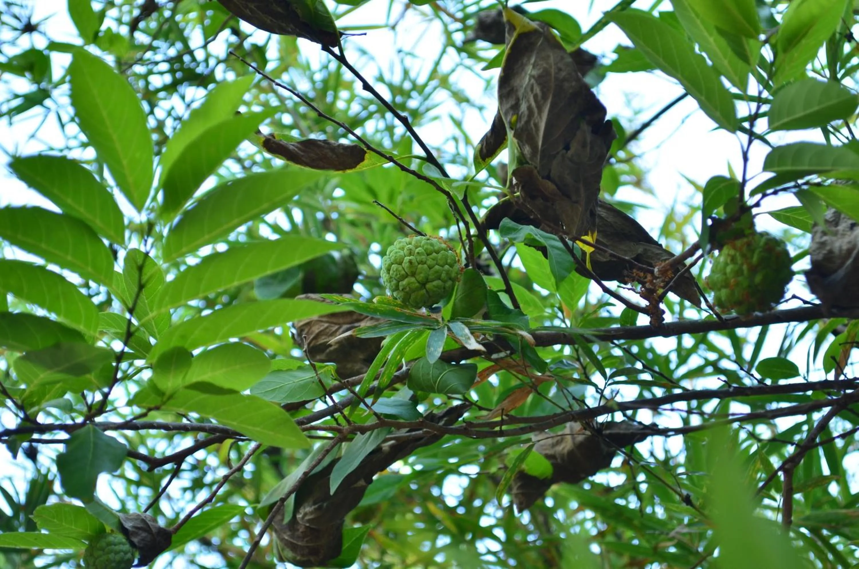 Garden view in Vallee 69 Eco Villa-Tissa,Yala