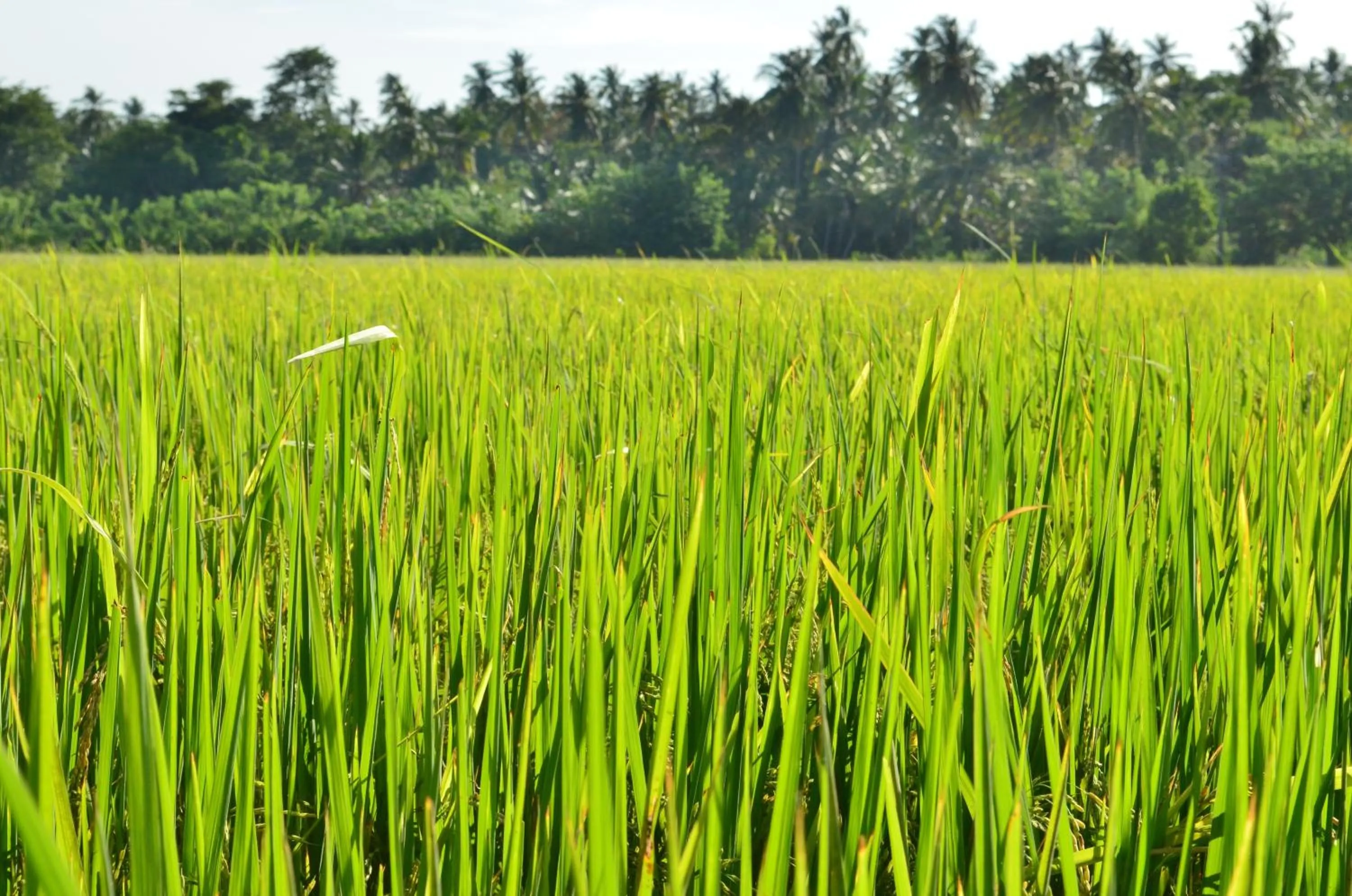 Garden view in Vallee 69 Eco Villa-Tissa,Yala