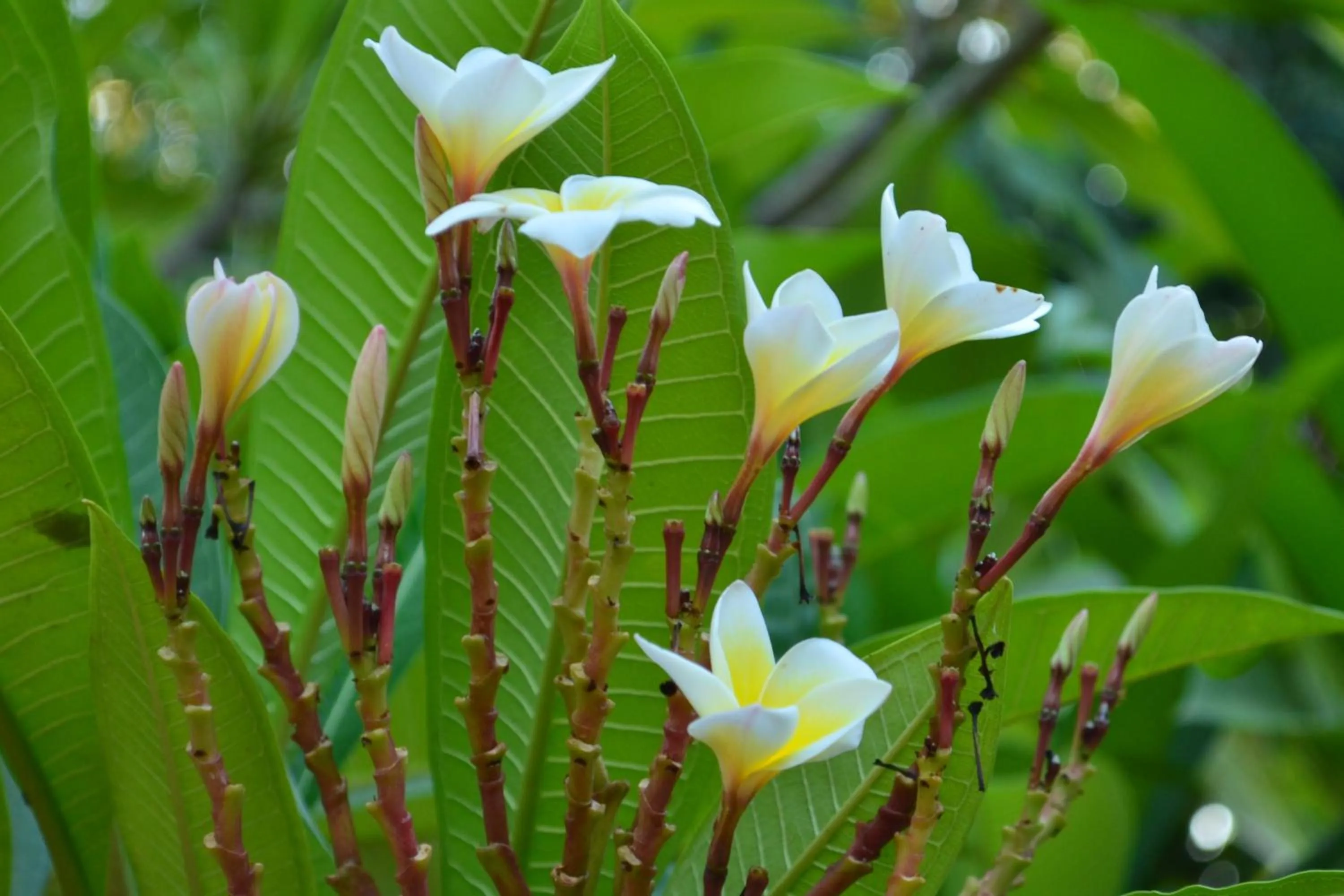 Other in Vallee 69 Eco Villa-Tissa,Yala