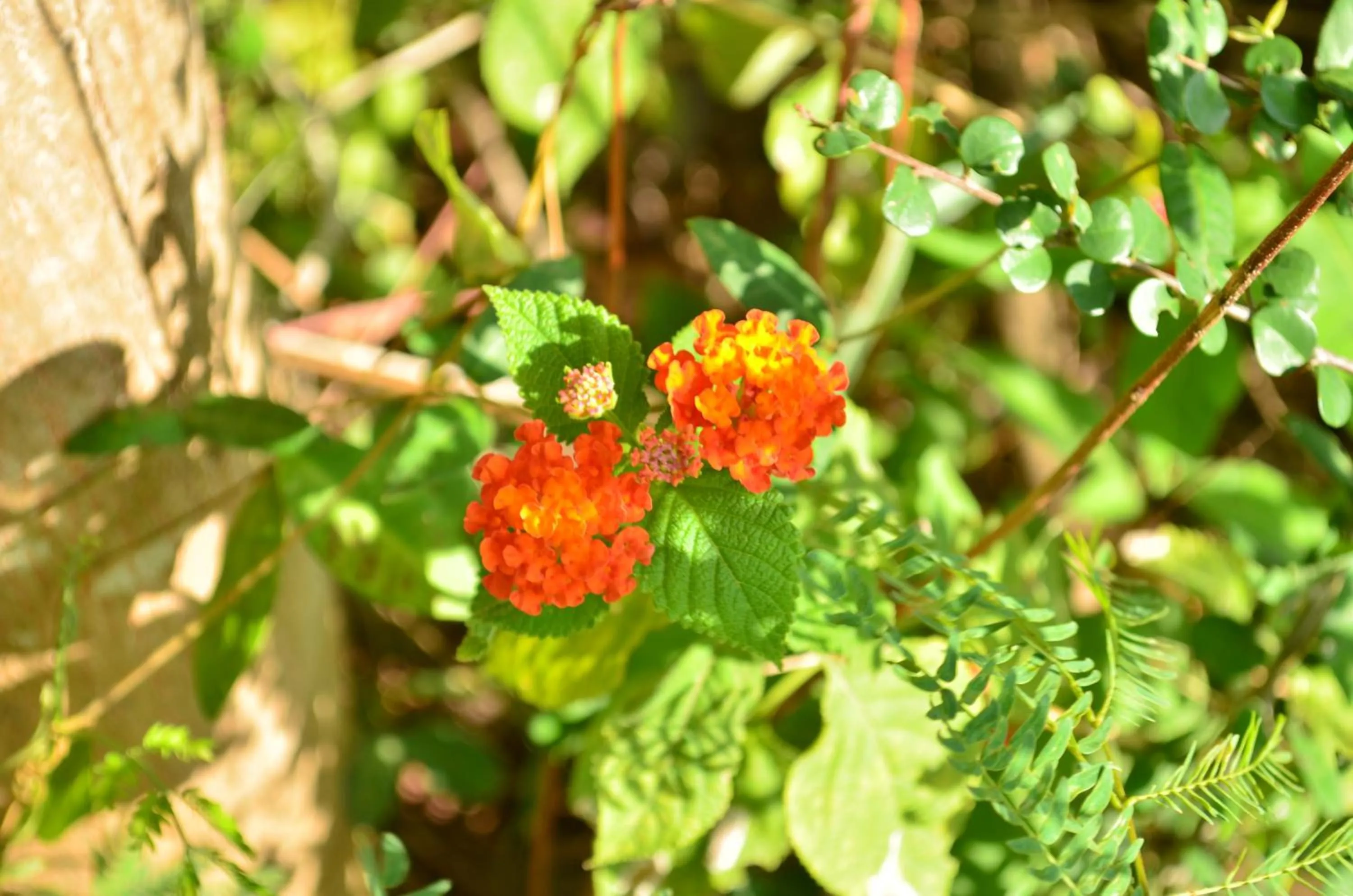 Natural landscape in Vallee 69 Eco Villa-Tissa,Yala