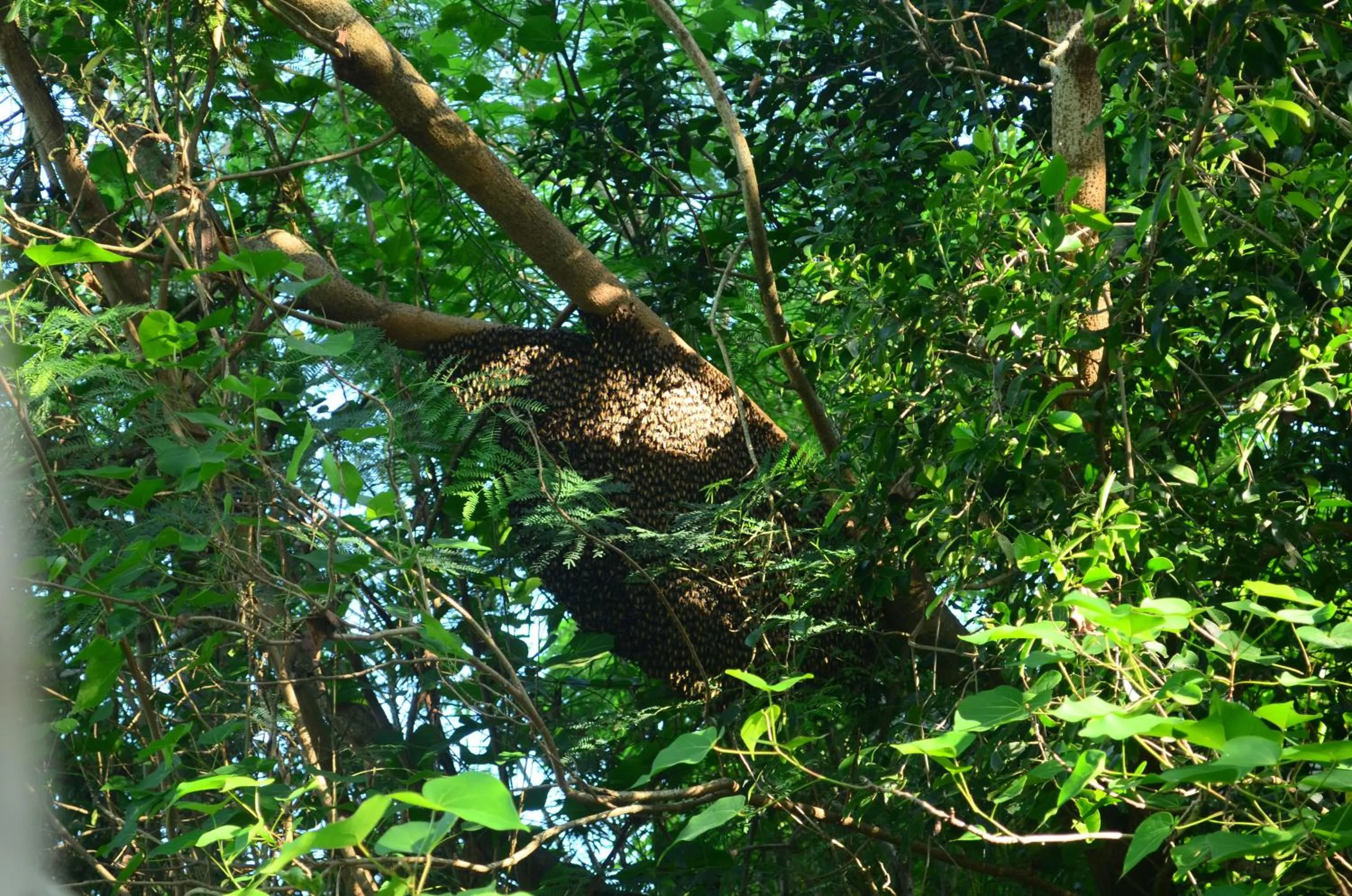 Garden in Vallee 69 Eco Villa-Tissa,Yala