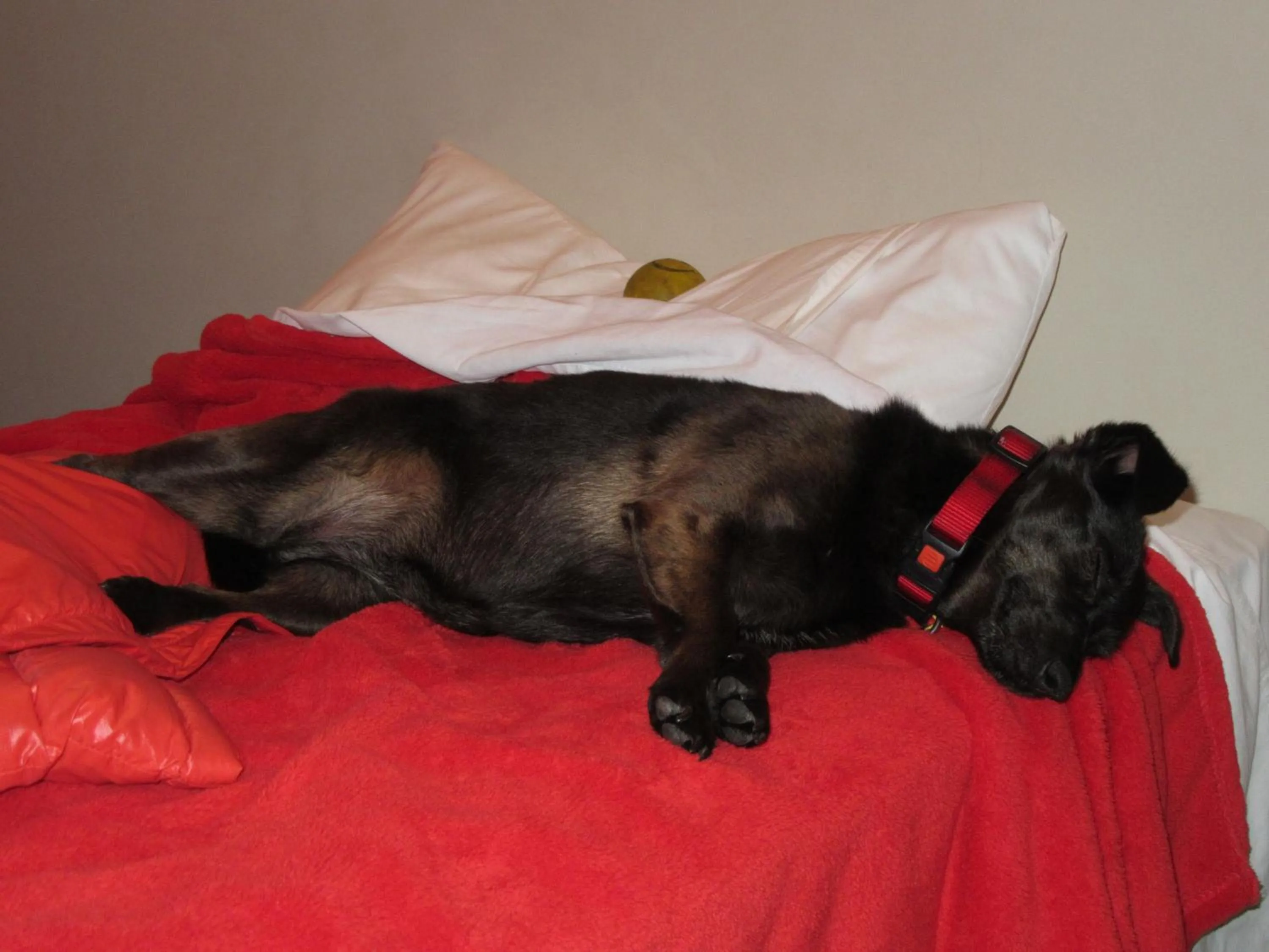 Pets in Thomas's Catlins Lodge and Camp Ground