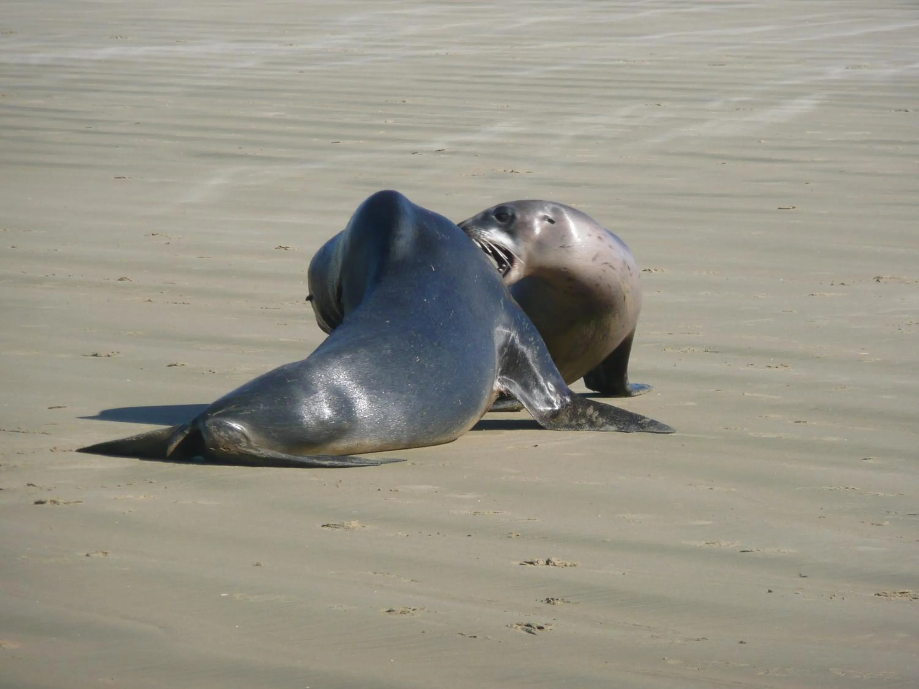 Area and facilities in Thomas's Catlins Lodge and Camp Ground