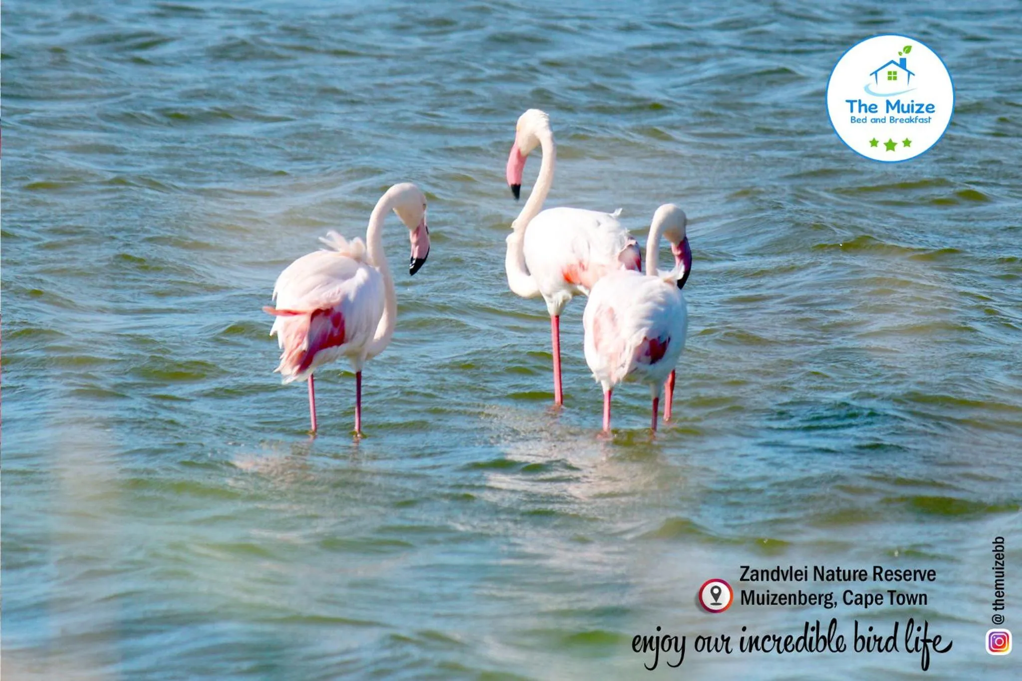 Animals in The Muize