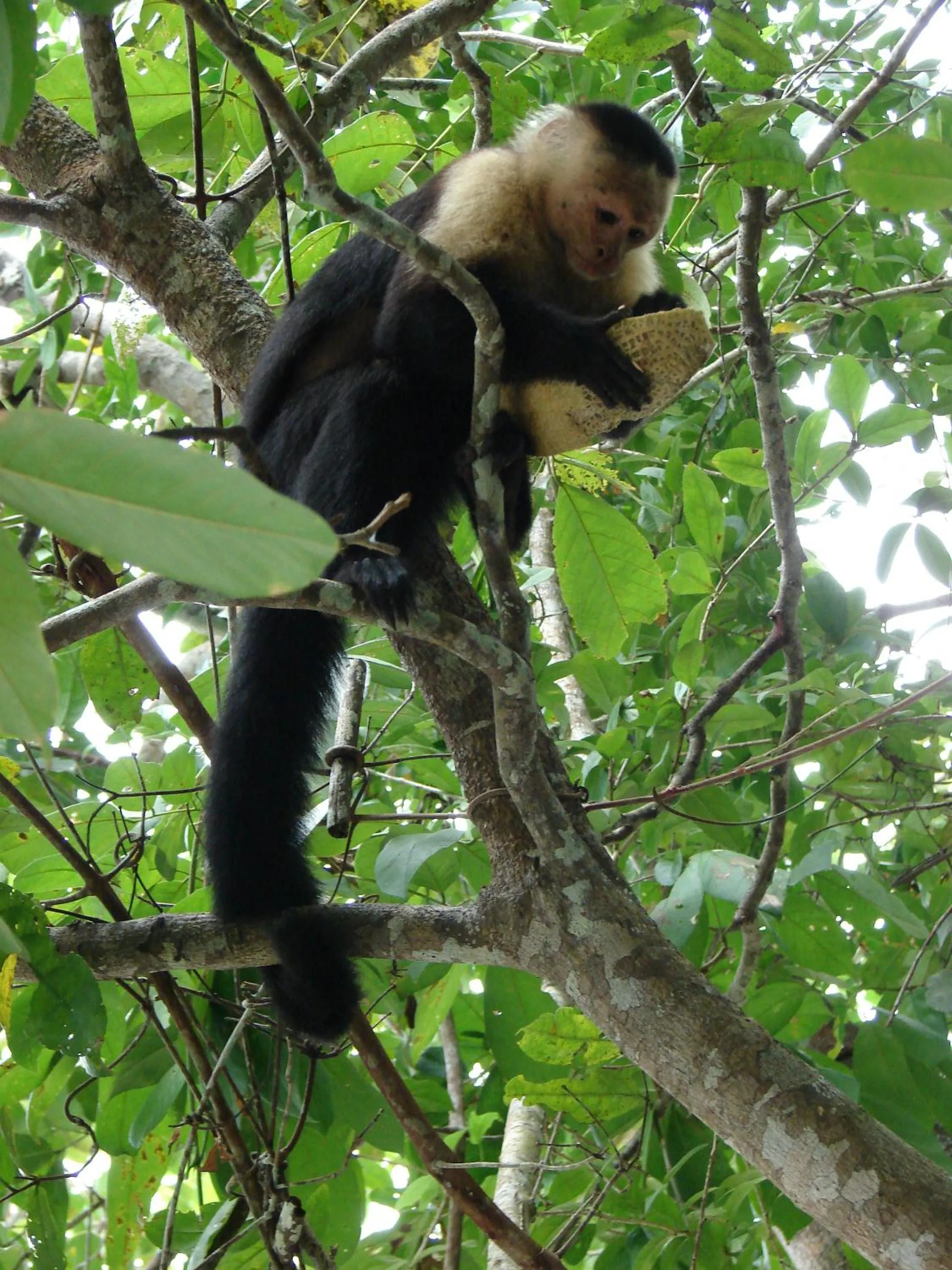 Natural landscape in Babilonia