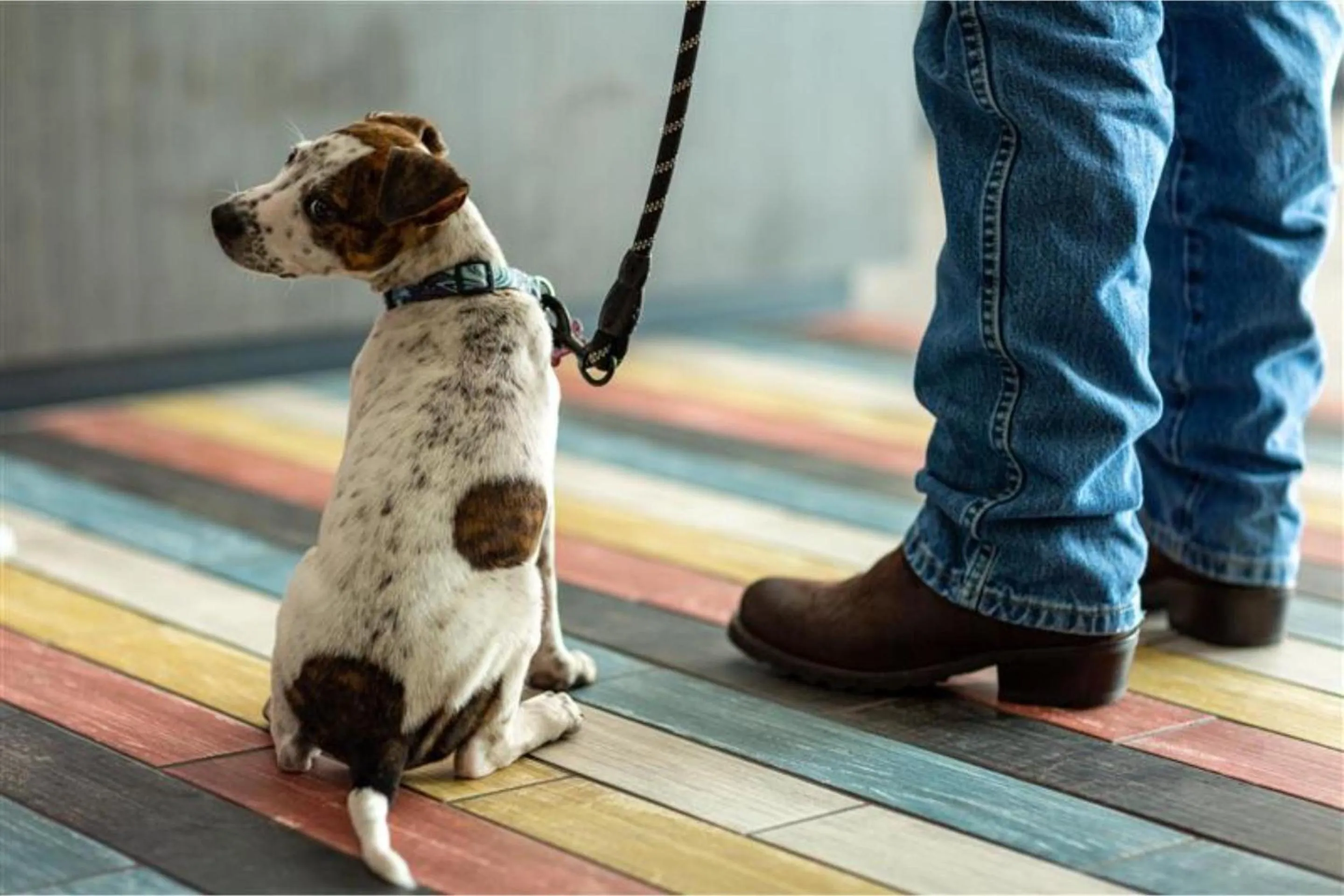 pet friendly in Studio 6 Suites Pocomoke City, MD