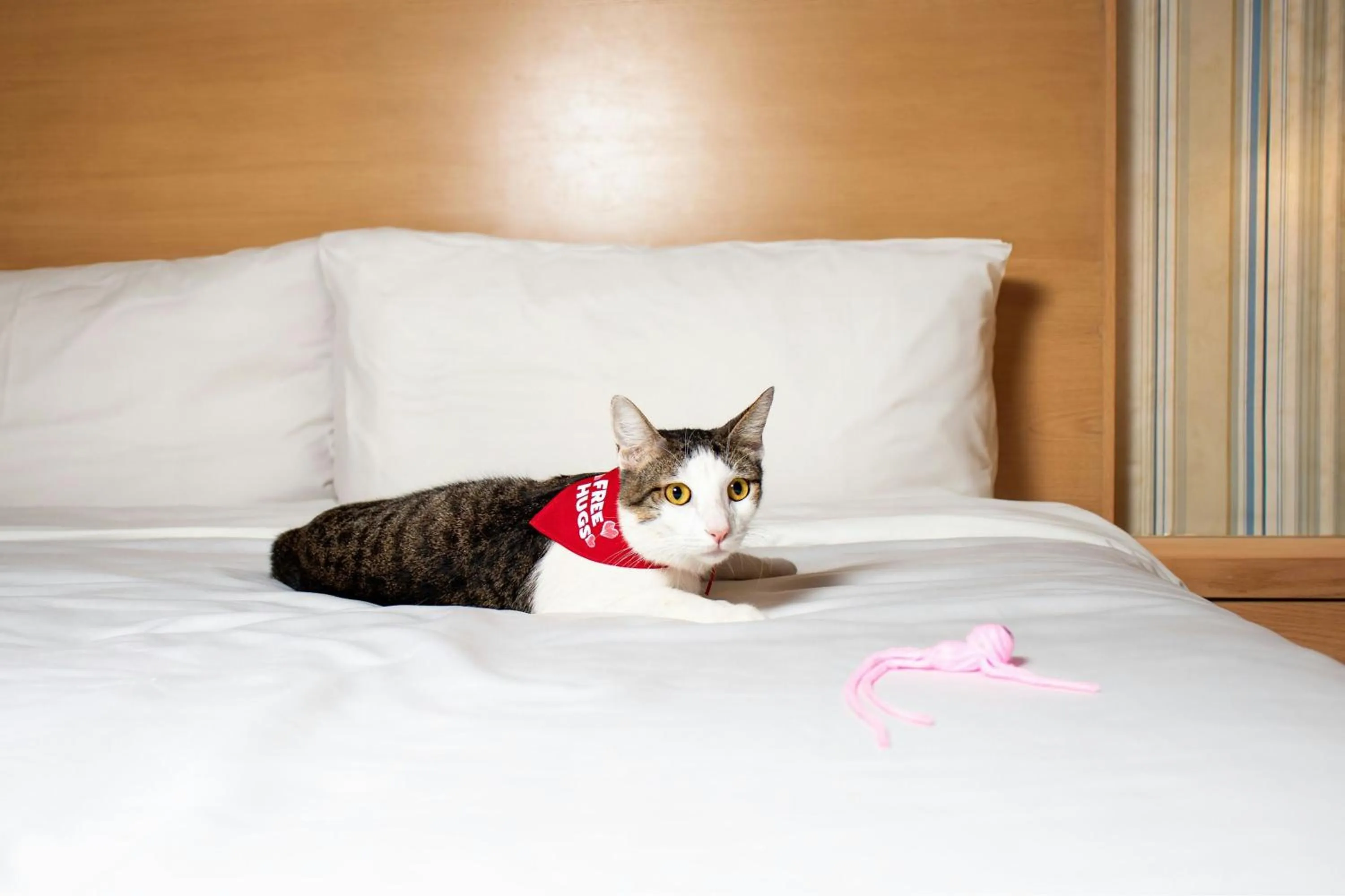 Other, Bed in Four Points by Sheraton Cancun Centro