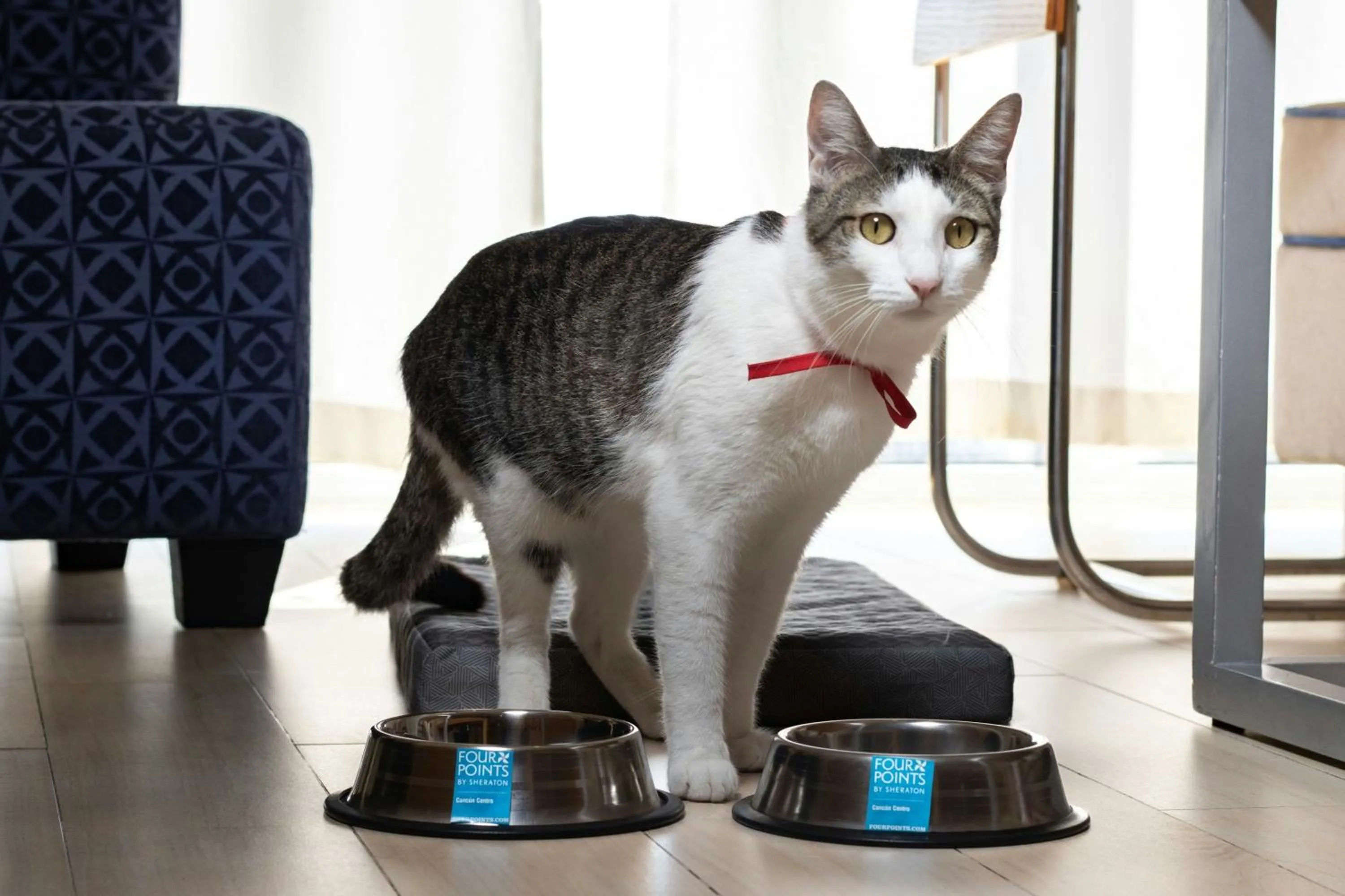 Other in Four Points by Sheraton Cancun Centro