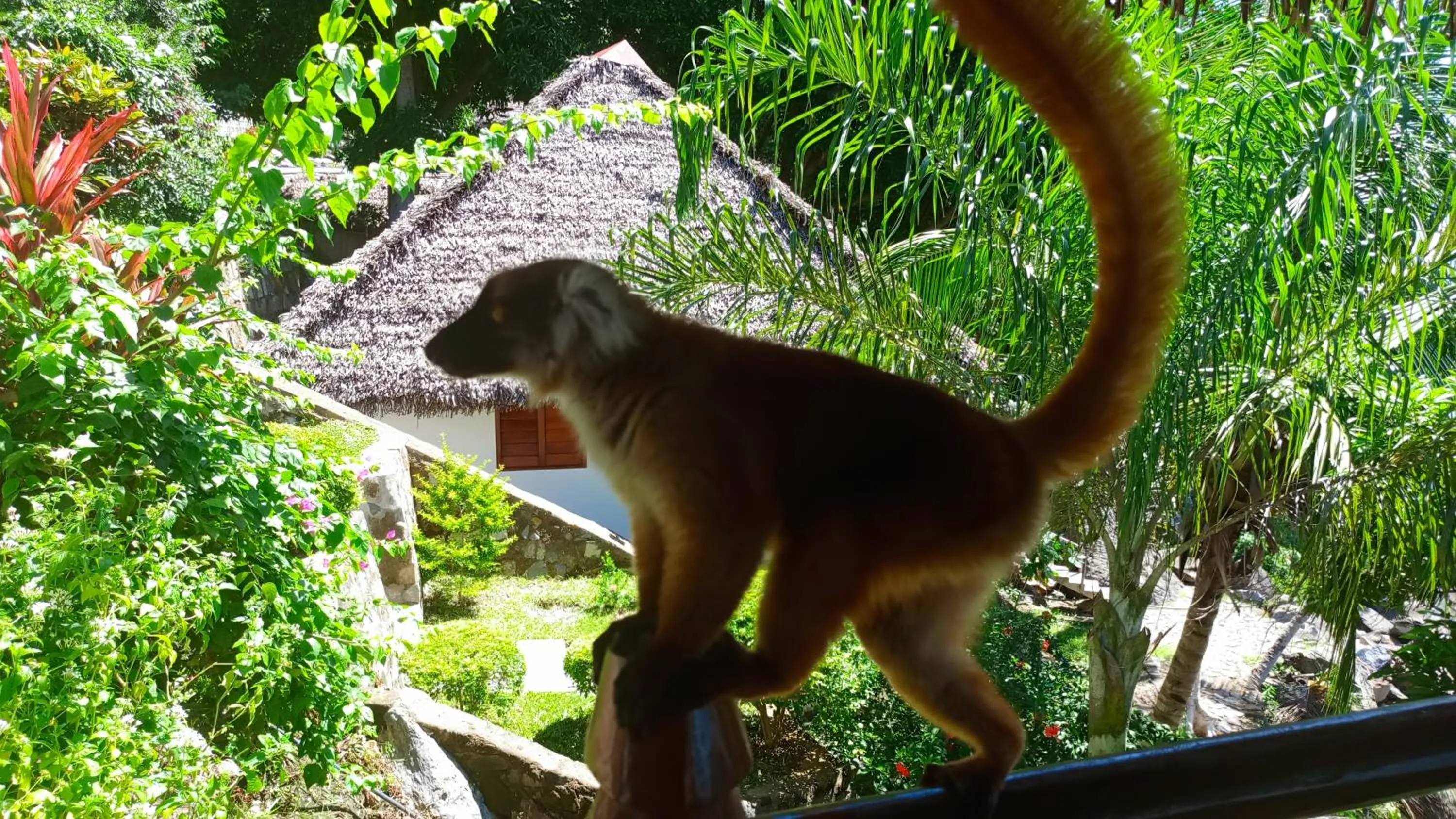 Animals in Tiki Komba