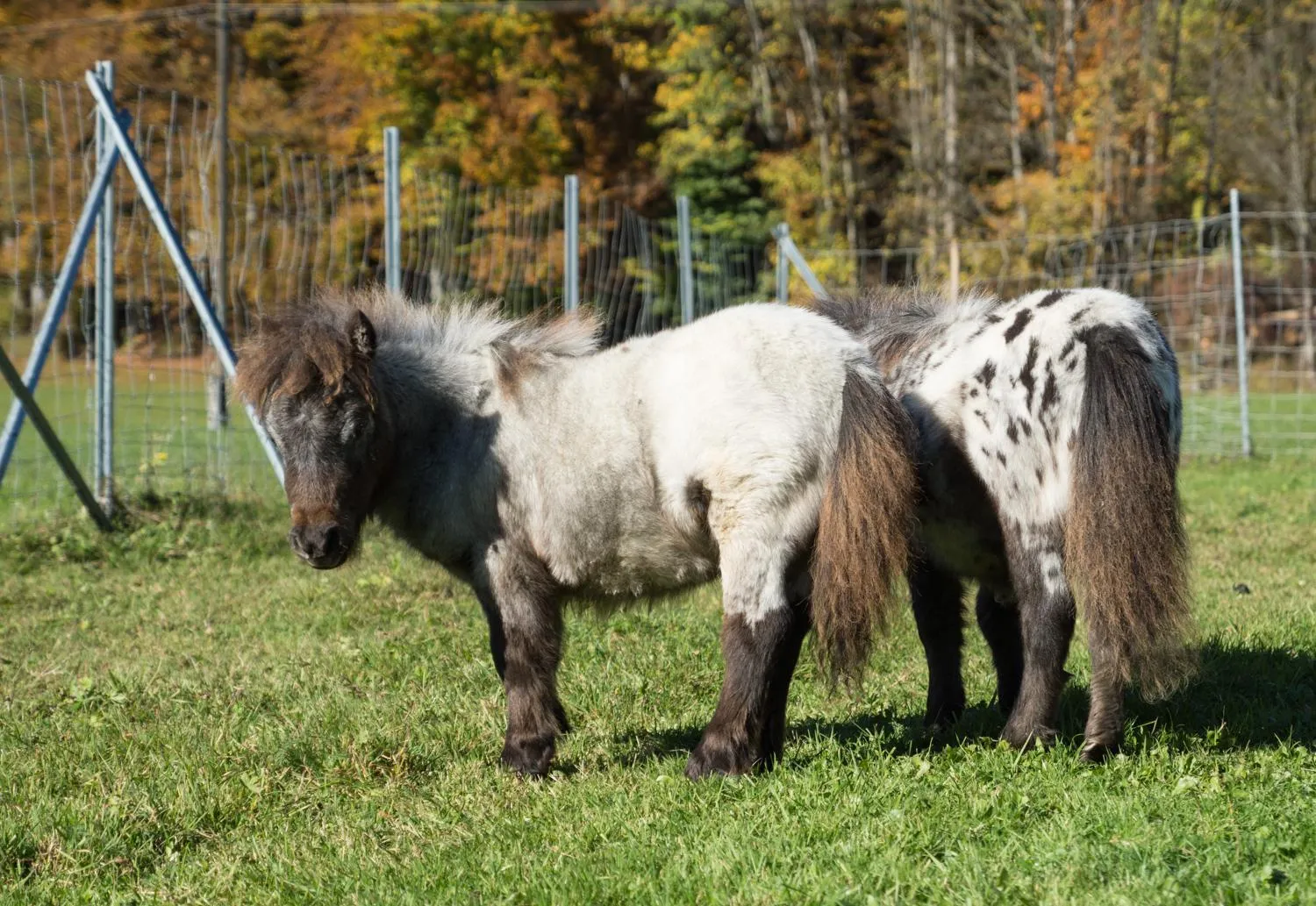 Animals in Das Franzl - Bett & Brot