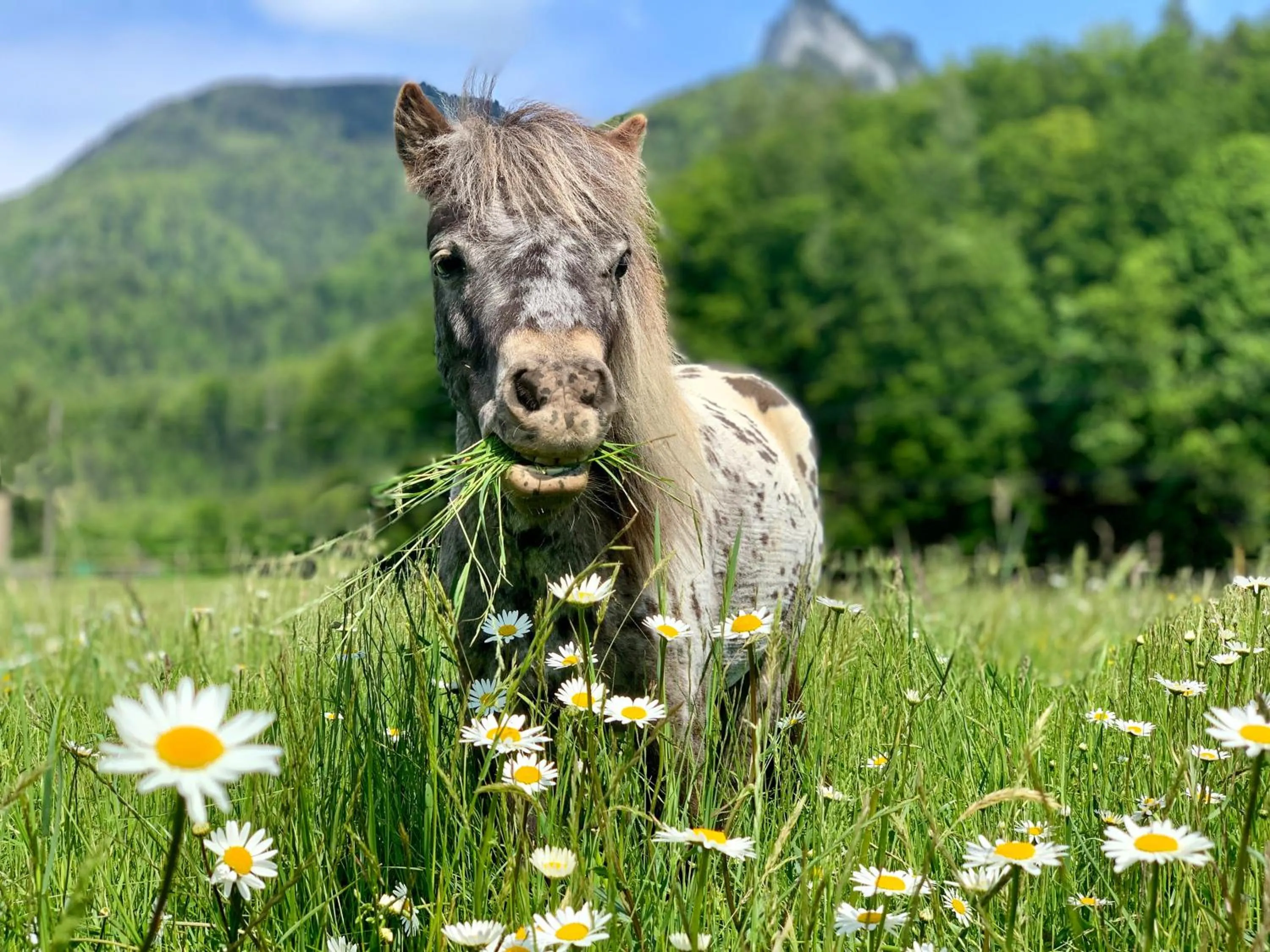 Natural landscape in Das Franzl - Bett & Brot
