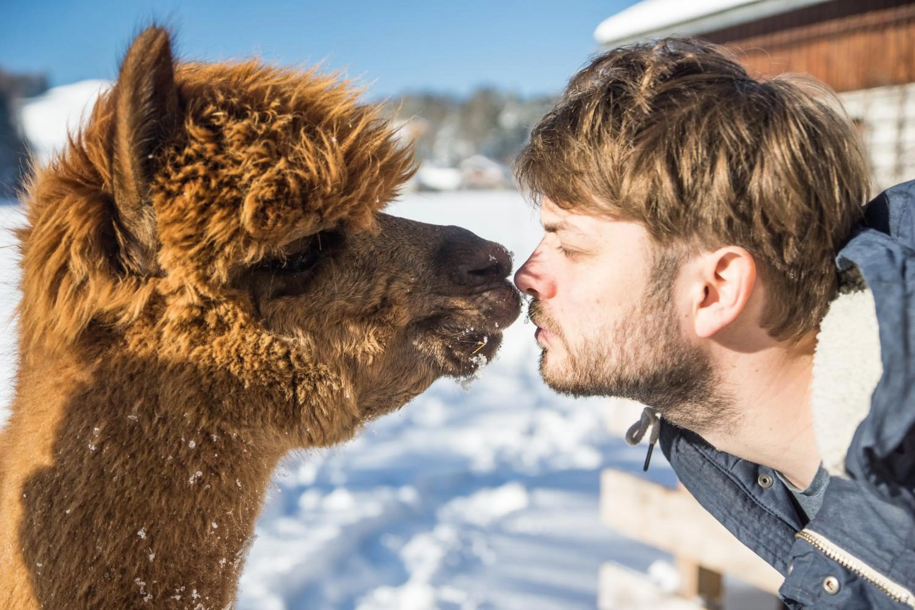 Pets in Das Franzl - Bett & Brot