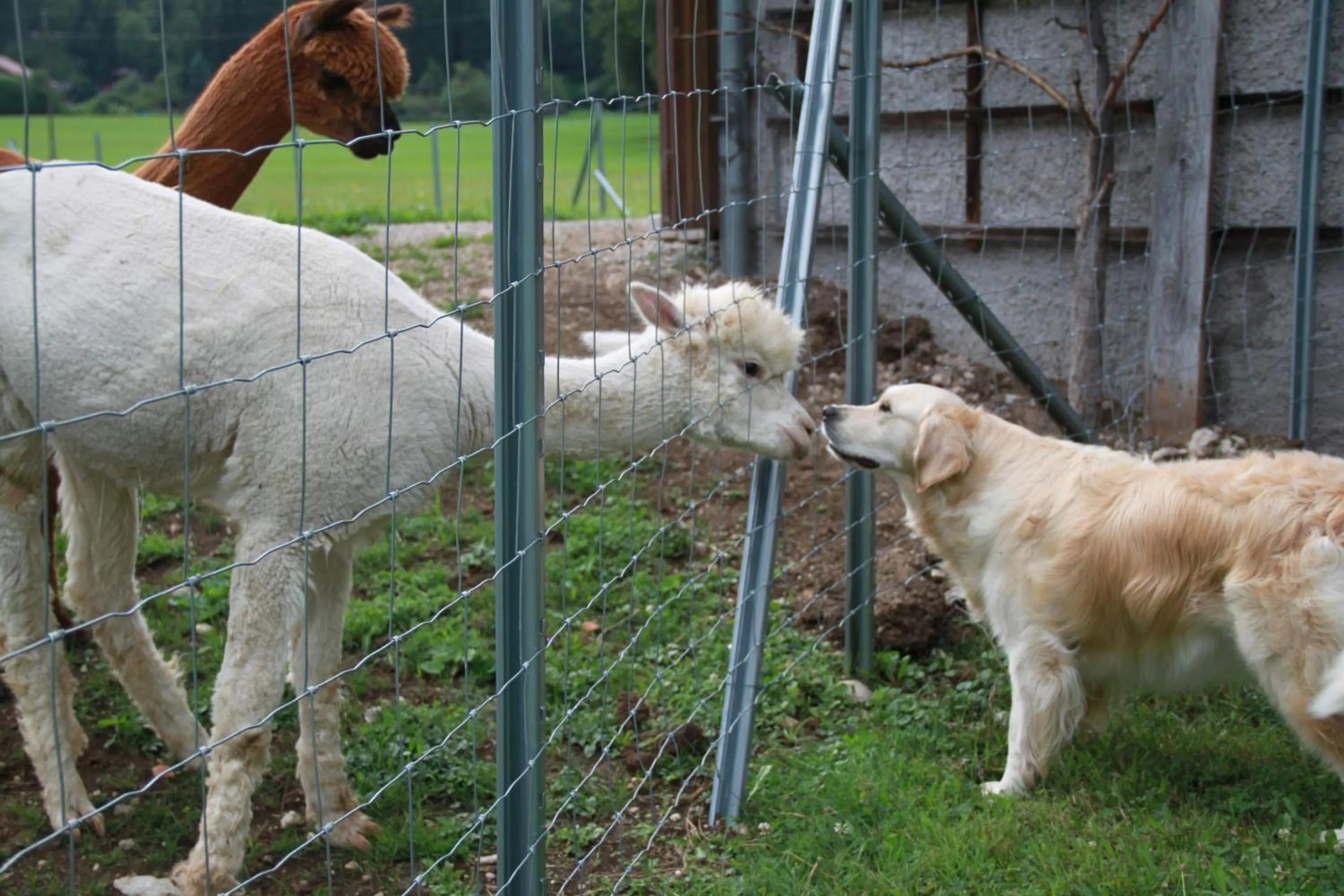 Animals in Das Franzl - Bett & Brot