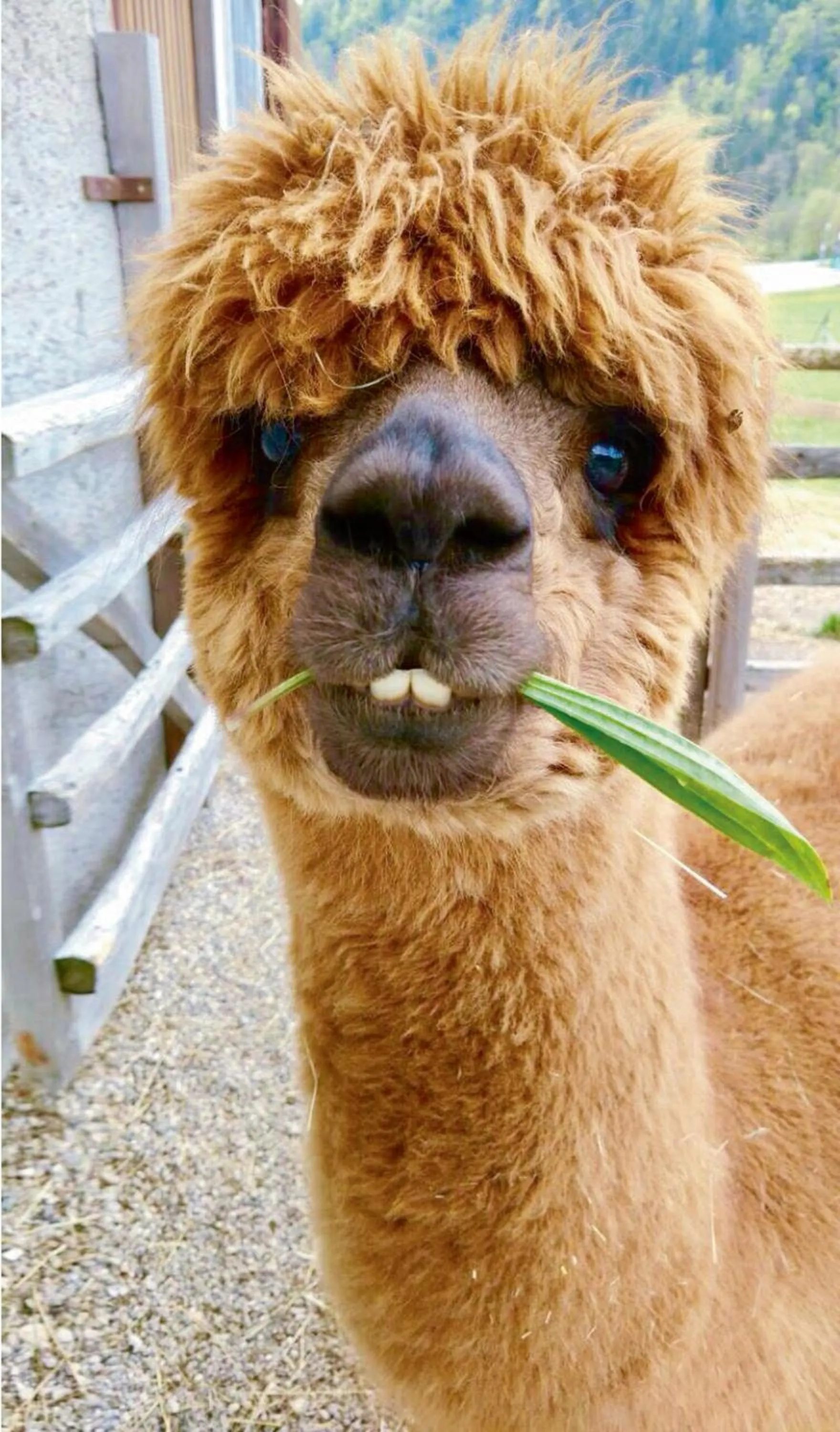 Animals in Das Franzl - Bett & Brot