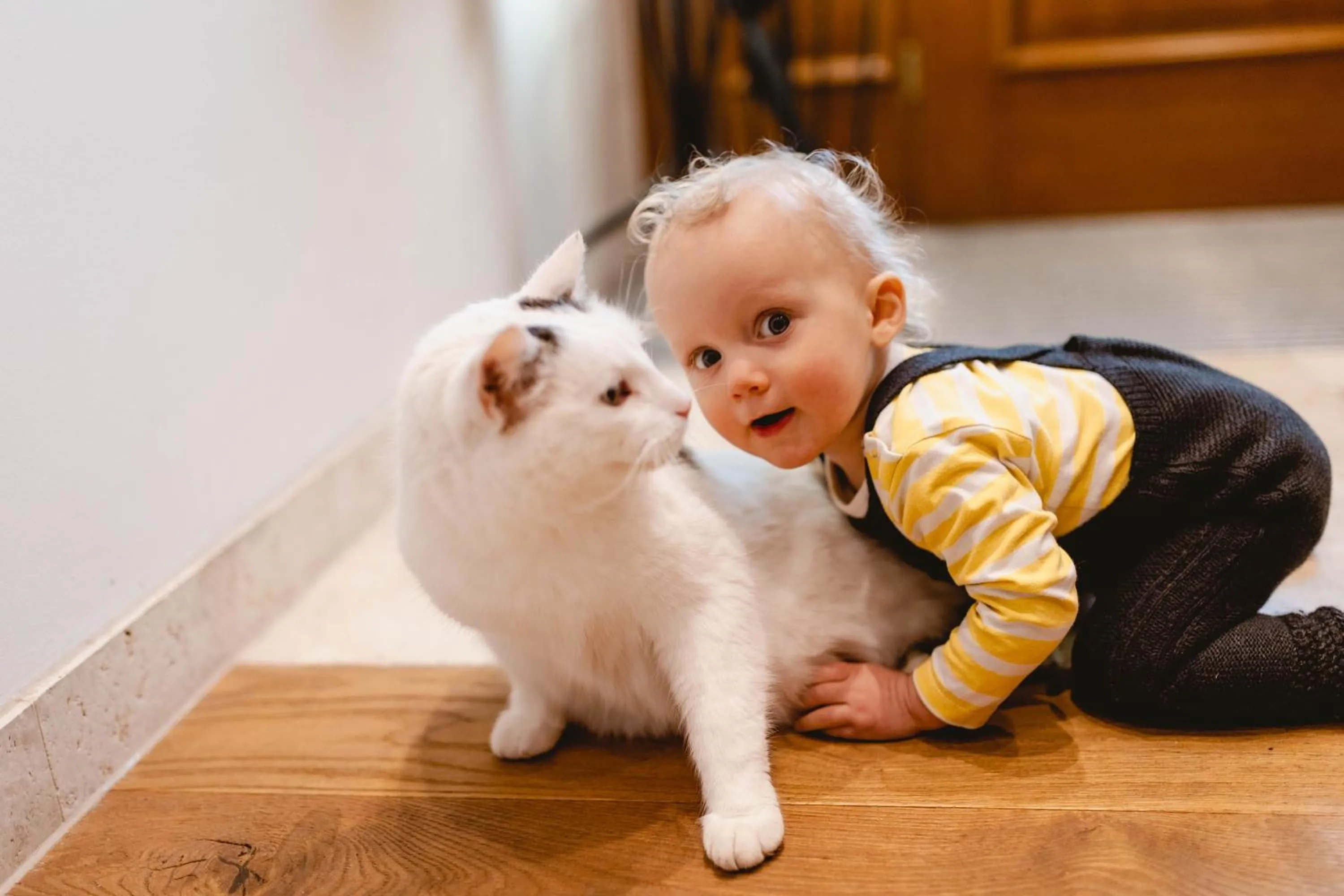 Animals in Das Franzl - Bett & Brot